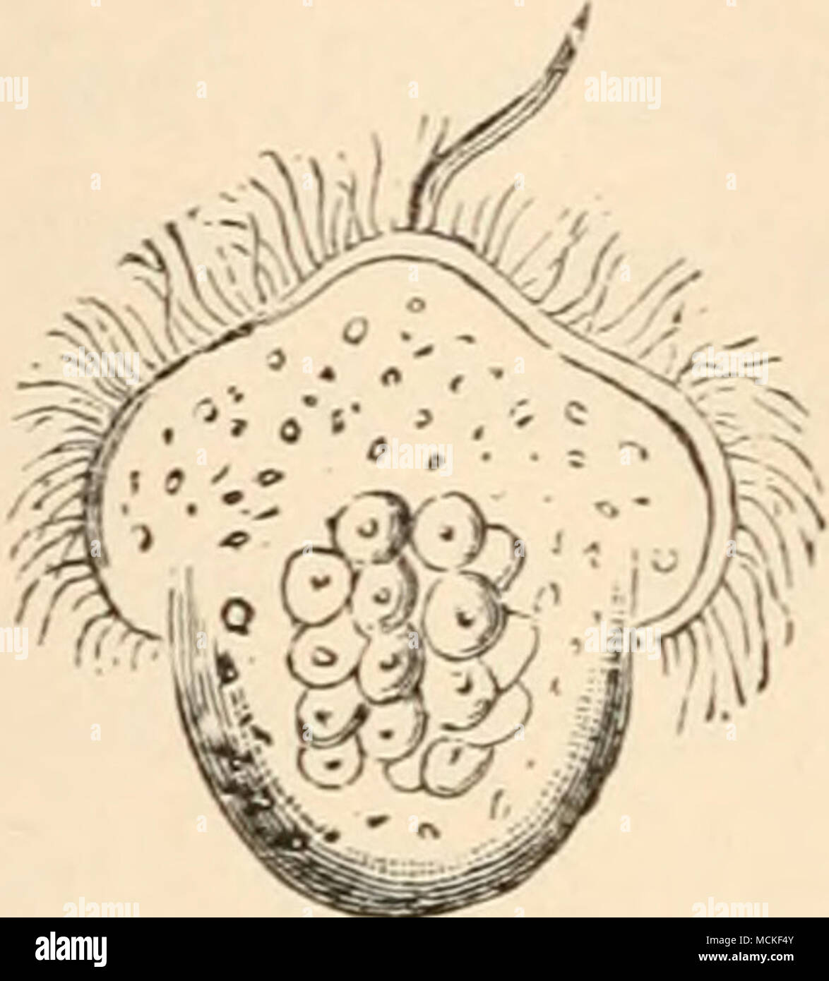 . FIG. 13. appearance, its position towards the testa, head, mouth, and foot, and its subsequent effacement, one and all coincide exactly in the two classes. It is as yet of only a relatively small number of marine shells and slugs that we know the evolutionary history; yet we may infer that in these animals remaining in their orii:;;inal home, this heirloom has been generalh' preserved. Even genera which in their mature state scarcely recall the type of the iNIollusca, as the boring mollusks (Dentalium Teredo), have preserved the phase of the navicula. On the other hand, in the branchiate fre Stock Photo