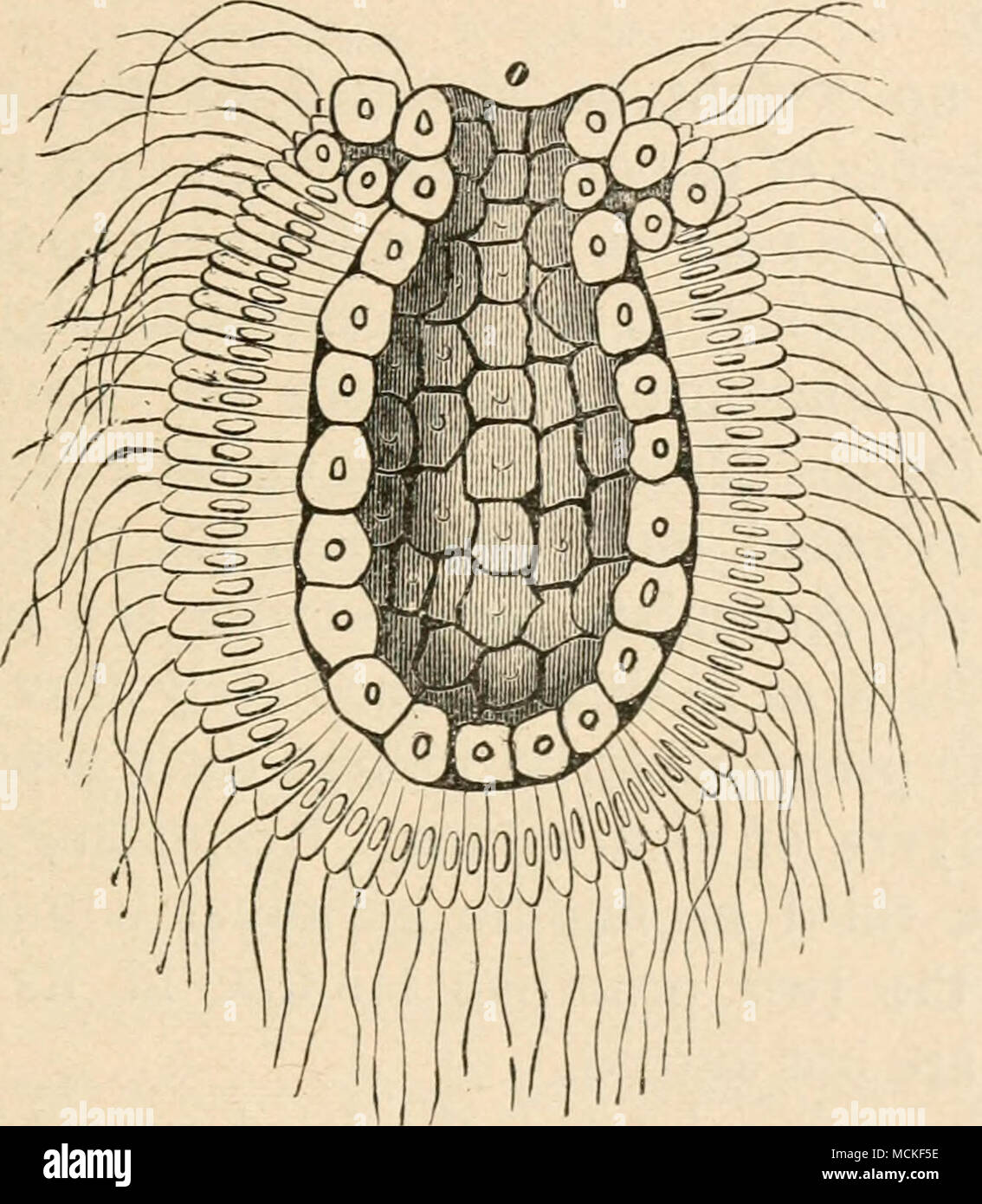 Elongated cellular structures hi-res stock photography and images - Alamy