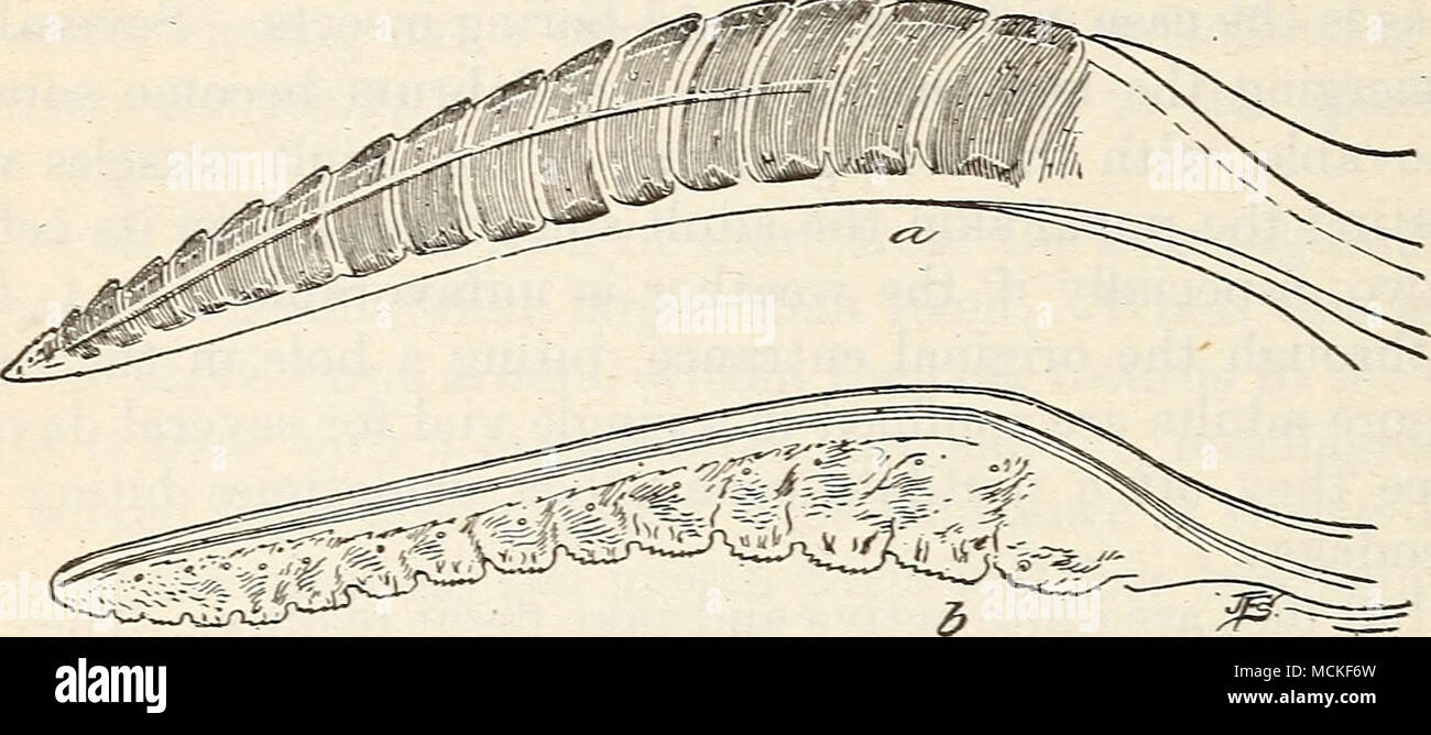 Fig 5 The Dock False Worm A Superior Saw Blade Of The