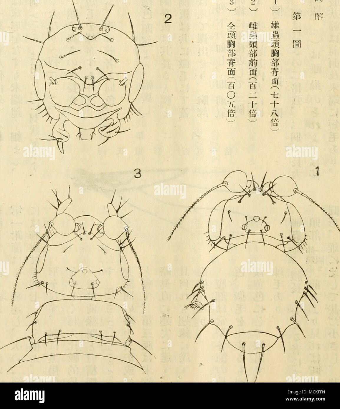 バレンシアガ 靴 赤