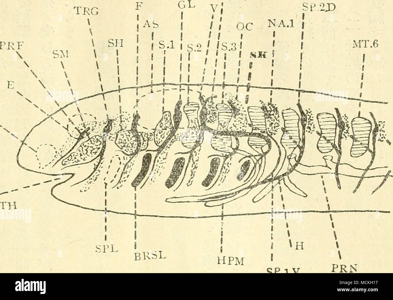 igloo 冰 桶 三 日 鮮