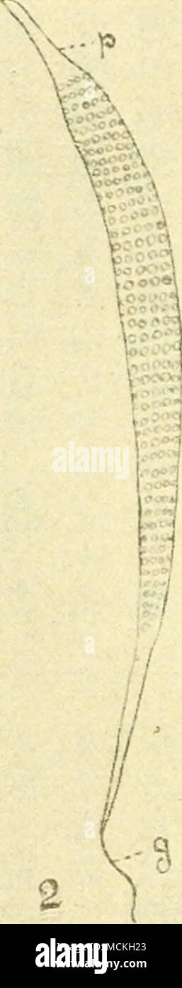 Coa I A Quot A V A A Aªa A A A A A C A aaµi I a A Ae A A C A A C A A A A A A A A C A aaaµaa C A A A C A A aea Ae A A Aº Aeaaea C Aªaaa A A C A Aee C C Mitocllondl Ill A A A E Aeaªac A A E ae A C A Saaa A Aªaaae A C C A A