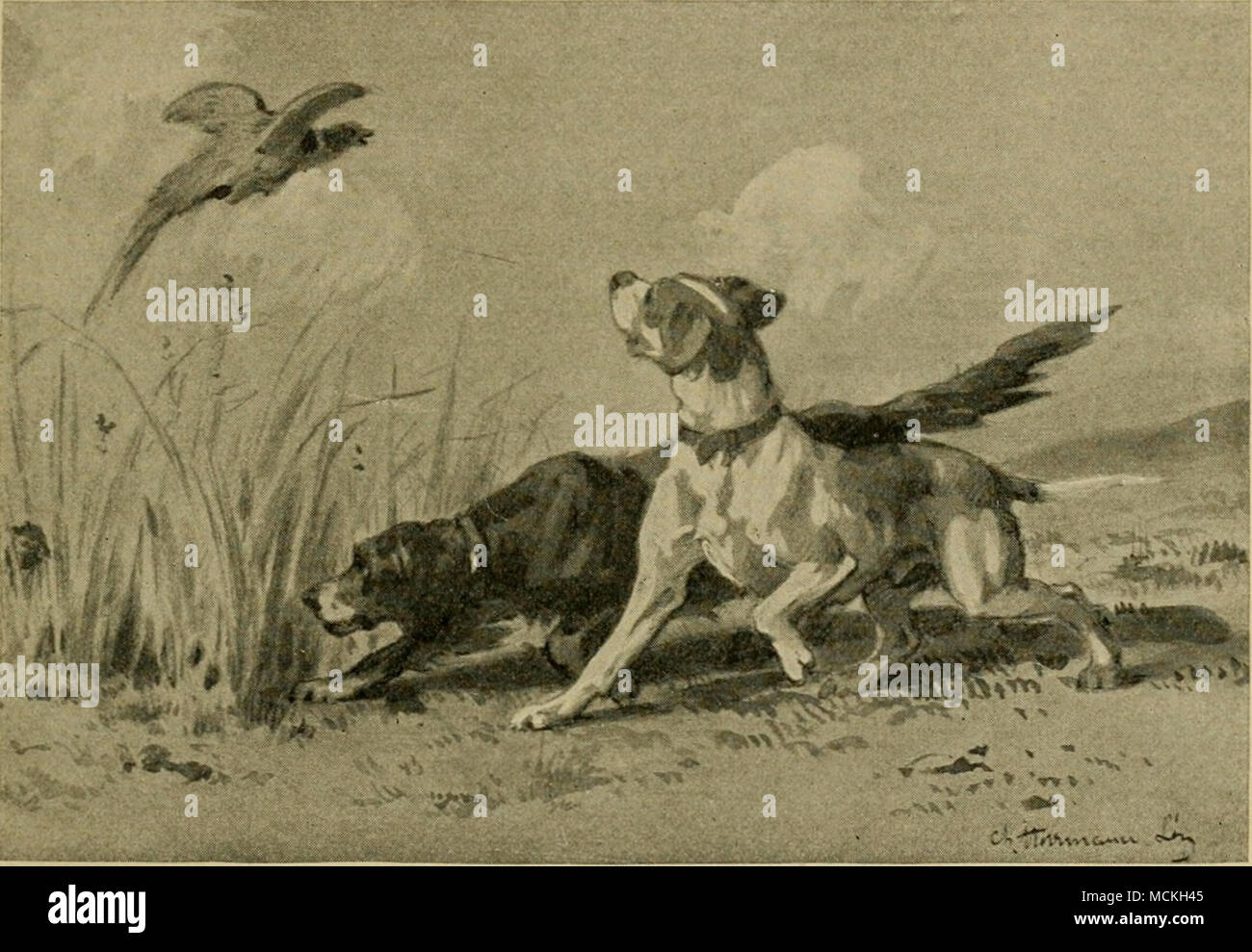 Postcard  # 1 BEAGLE  Hund Dog Postkarte 