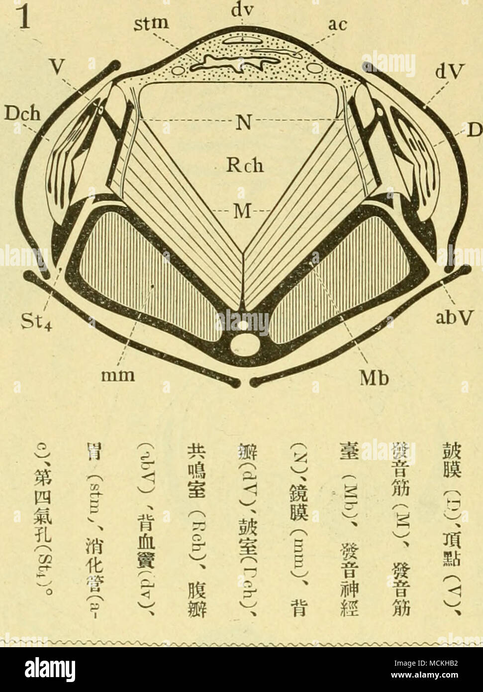 V4jcsijvtcccvm