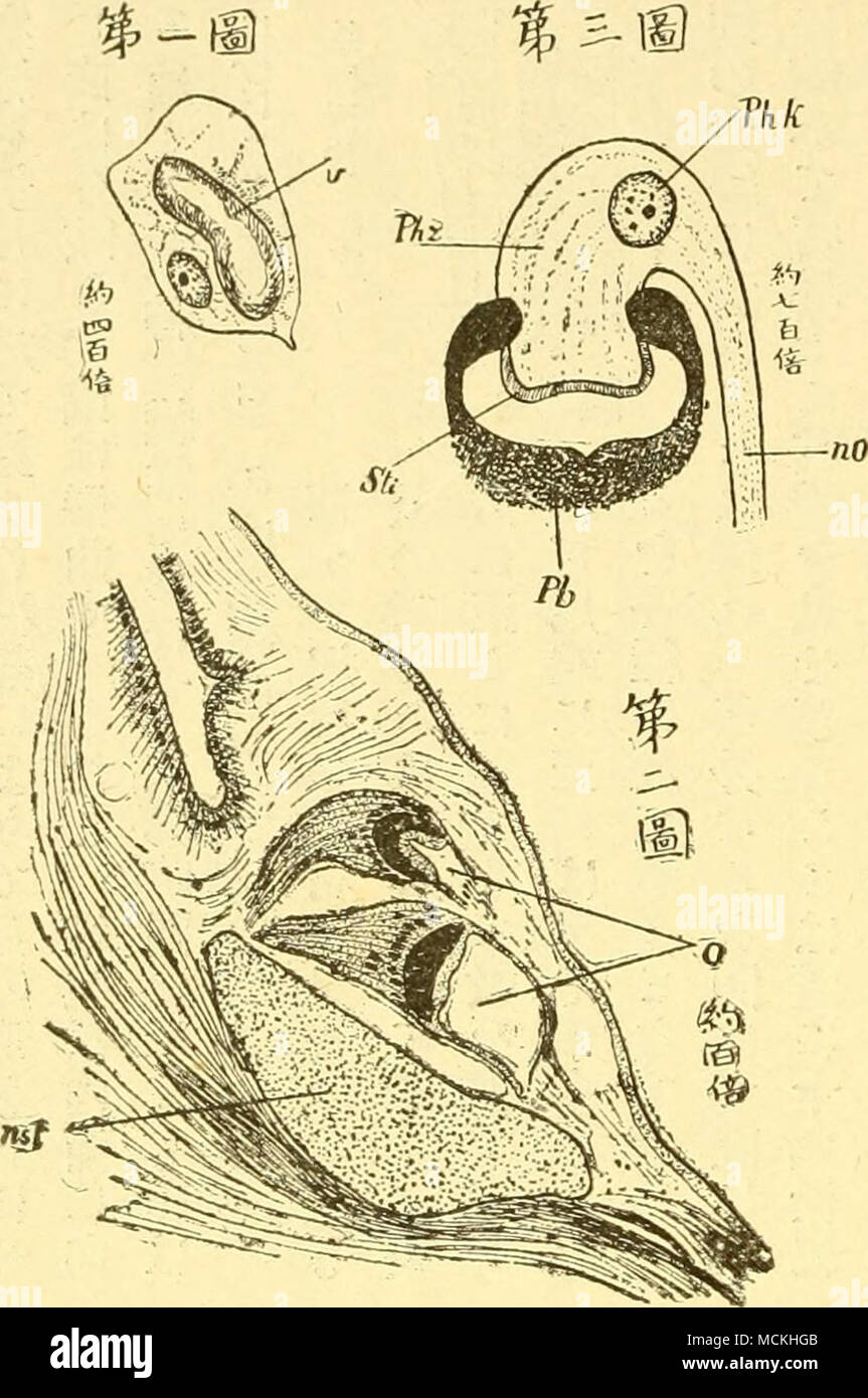 A A aºac Ae A Aea A Photir Organ Ac A A Ae C eaaaa A A Aea C E Photirzelle C Ec A C A A Kaelnentaria Officinalis E A A C A Aea C Ea Aºae C eaaaaa E C C Eaa Aµaaea C Ec C Aºa Chaetopterus Variopedarus A Ae E A A C A