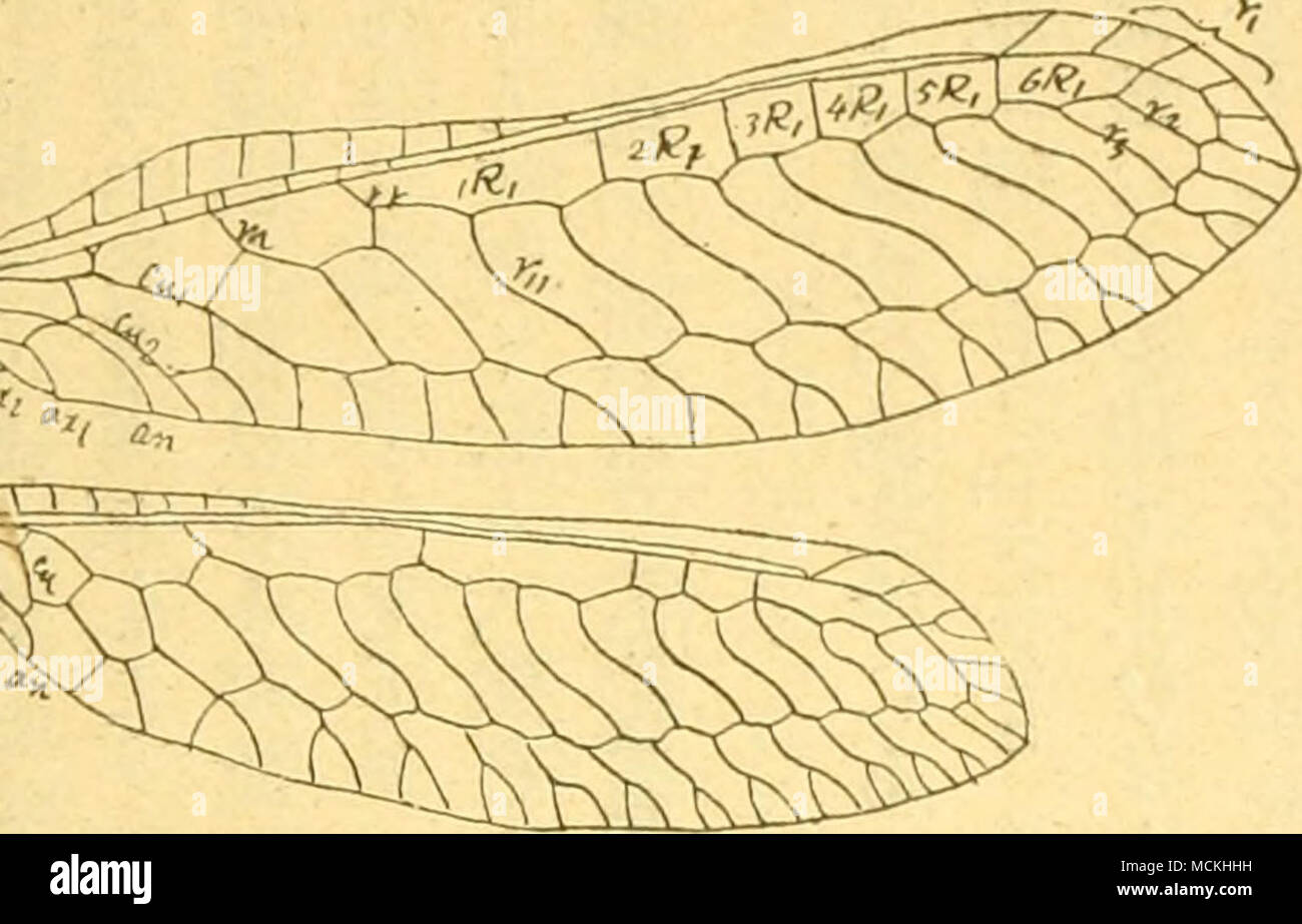 Fig 2 Eumantispa Suznkii Mats Nov Spec Aºaae A Ae E C Ae A C E Ae 1aº Ae E A a A A Aºaaºaaa A Ae A Eºc A Eºaaa Aºaofaa A Aeaa Ee Ae I A Ae Jnae41 A malltislda For 1aosana Vaa aaaaaa Aªaaaaeªa A A E E Ac E a Vtjaaa Aªba Ie Ae C A