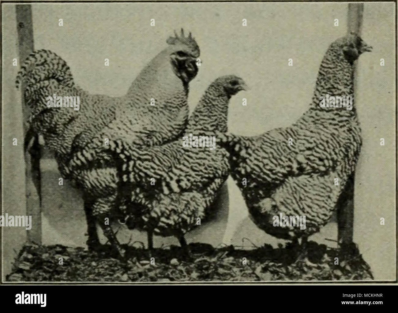 . Fig. 47. A trio of prize-winning barred Plymouth Rocks, property of ...