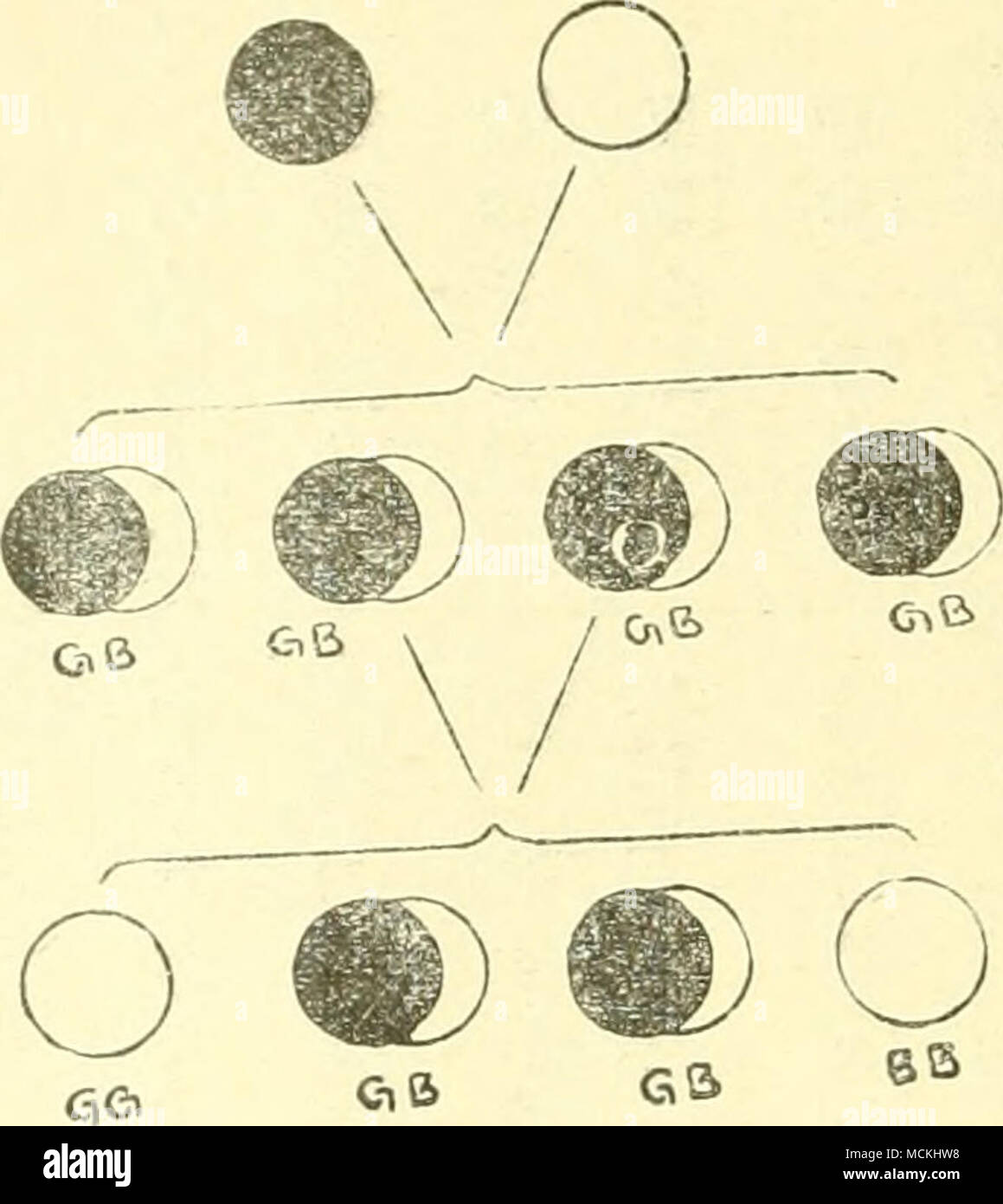 Ca Iaa High Resolution Stock Photography And Images Alamy