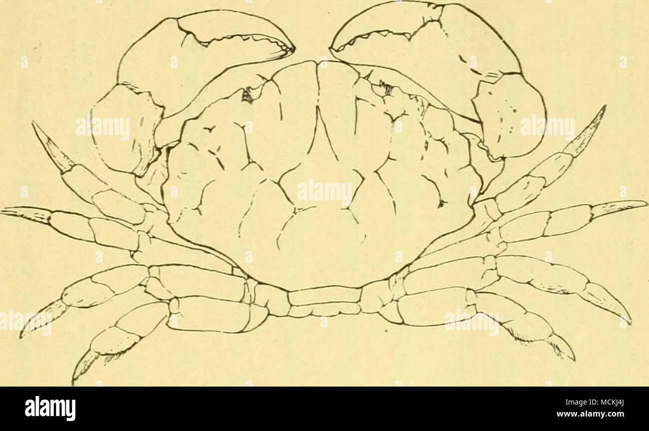 å ã bãã5ããµããã¯ X. superbus. Daãa, l s.vã«. Dår u. ^. Exã§1.Expep  Crustacea; p. 167. PL VIII. iJg.ã². å -  ä¸ãççé£è¦éä¸(ä¸ä¹ãoå¹´äºæå®®å³¶å¹¹ä¹å©æ°)  æ¬èªªæç¨¿ã®ã©ããç¾åç¨ä¹&quot;ã¥ã³ã¸ã³å¸åç©é¤¨ã¸è²¸éä¸-  ã«ä»ãå¯¦ç©ã«ããè¨è¼ããè½ã¯ããä¸å¾å·²ãgæ°ã®å¬ Stock ...