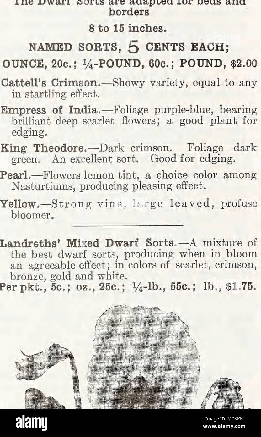 Class grandiflora hires stock photography and images Alamy