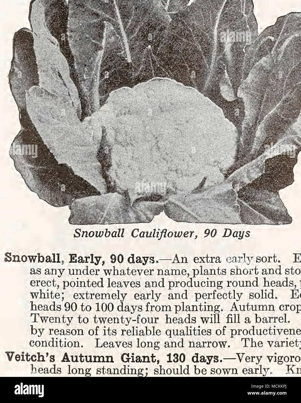. I Lb. $1.75 Oz. 60 Pkt. Landreths' Green Winter Landreths' Green Winter, 145 days.—Large, solid, exceedingly thick stems. Where a green-leaved, double extra mammoth white-stalked plant of Celery is desired, the Landreths' Green Winter is unques- tionably the best sort, because it is unusually tall and large in every particular, especially thick in stalk, which is meaty and brittle and of choice flavor, besides it is a very hardy sort, succeeding under conditions where other Celeries fail, as it is a strong rooter, hunting its food throughout a large space of soil. It keeps well and conse- qu Stock Photo