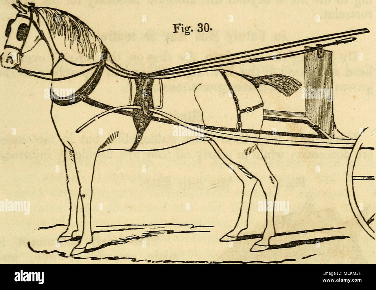 . Saf-ty Rein illustrated. Directions for use of Safety Rein.—In putting on the rein for a gig, keep the buckle to the left hand, or near side; that will place the loop, which is on the middle of the rein, below the hook or head of the bridle, which prevents it from being thrown out by the motion of the horse's head. For a pair of horses, keep the two short chapes outmost, and the loops on the middle downward. For saddle, keep the buckle to the left hand. When the rein is used either for running, rearing, kicking, or going backward, it should be applied suddenly with a strong arm, keeping up t Stock Photo