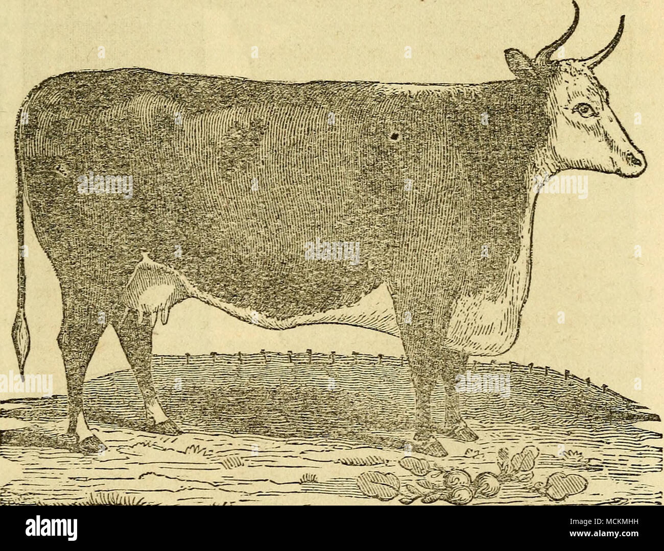 . Hereford Covv' deep and Avell spread; ribs broad, standing flat and close on the outer surface, forming a sm^ooth, even barrel, the hind- most large and full of length ; round-bone small, snug, and not prominent; thigh clean, and regularly tapering; legs up- right and short; bone below the knee and hock small; feet Stock Photo