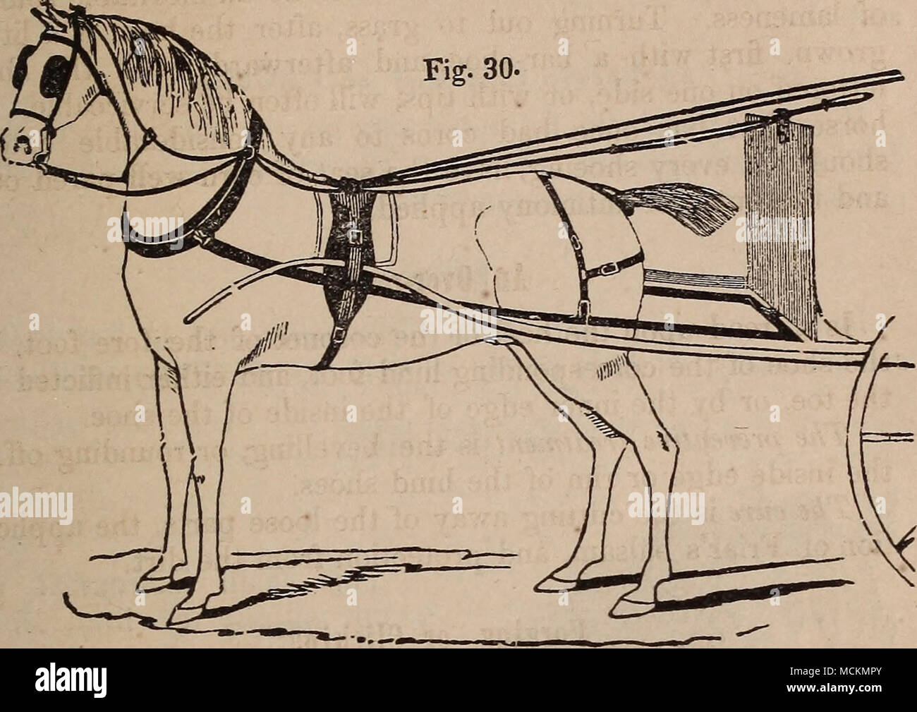 . Saf ty Rein illustrated. Directions for use of Safety Rein.—In putting on the rein for a gig, keep the buckle to the left hand, or near side; that will place the loop, Avhich is on the middle of the rein, below the hook or head of the bridle, which prevents it from being thrown out by the motion of the horse's head. For a pair of horses, keep the two short chapes outmost, and the loops on the middle downward. For saddle, keep the buckle to the left hand. When the rein is used either for running, rearing, kicking, or going backward, it should be applied suddenly with a strong arm, keeping up  Stock Photo