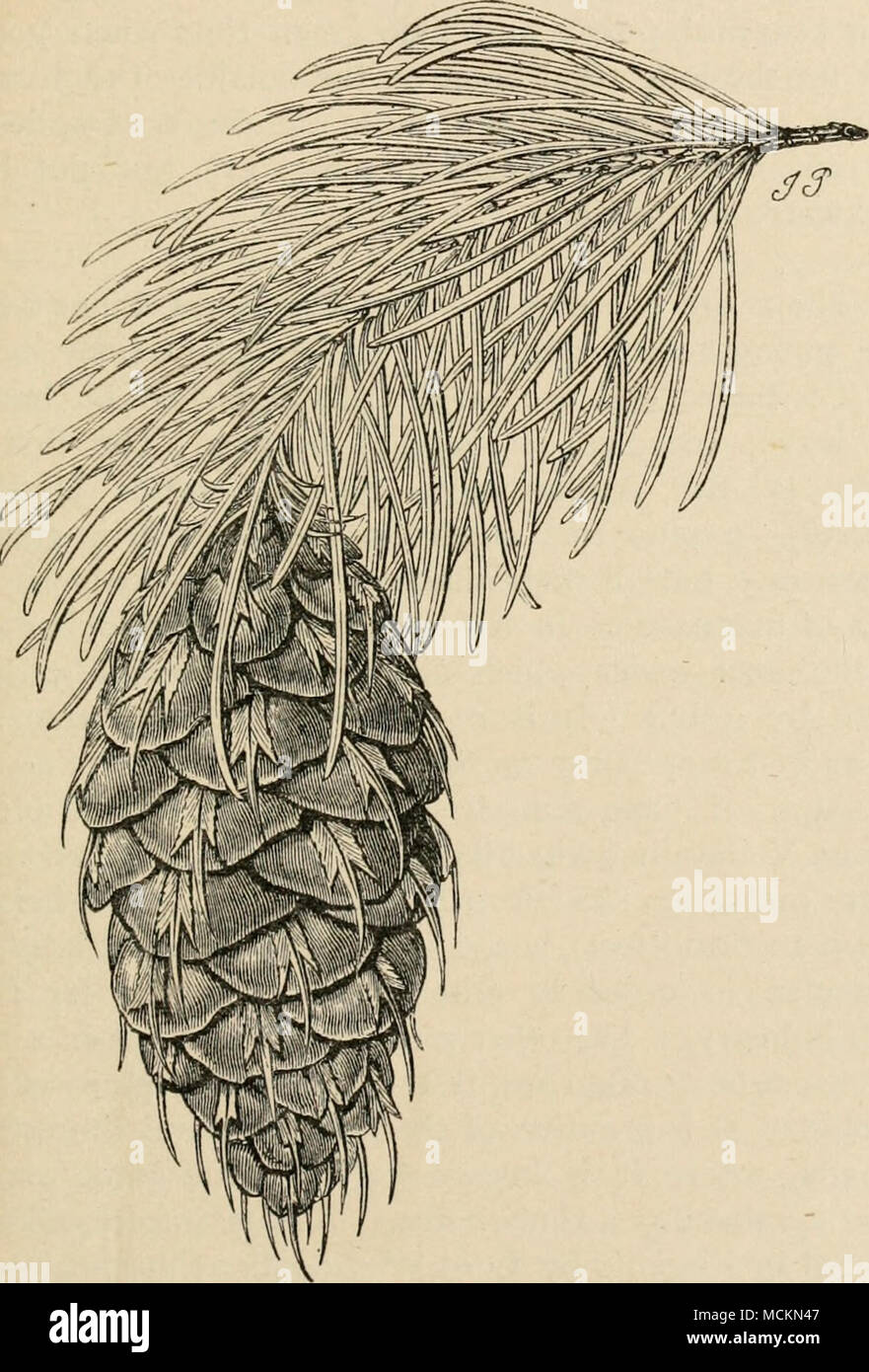 . Fig. 42.—Female Cone of the Douglas Fir of North-West America (Oregon and Vancouver), Pseudotsuga Douglasii. Of the natural size. — (From Veitch.) muricata, which has the more usual arrangement of a pair of needles to each bundle. The Douglas fir is also Stock Photo