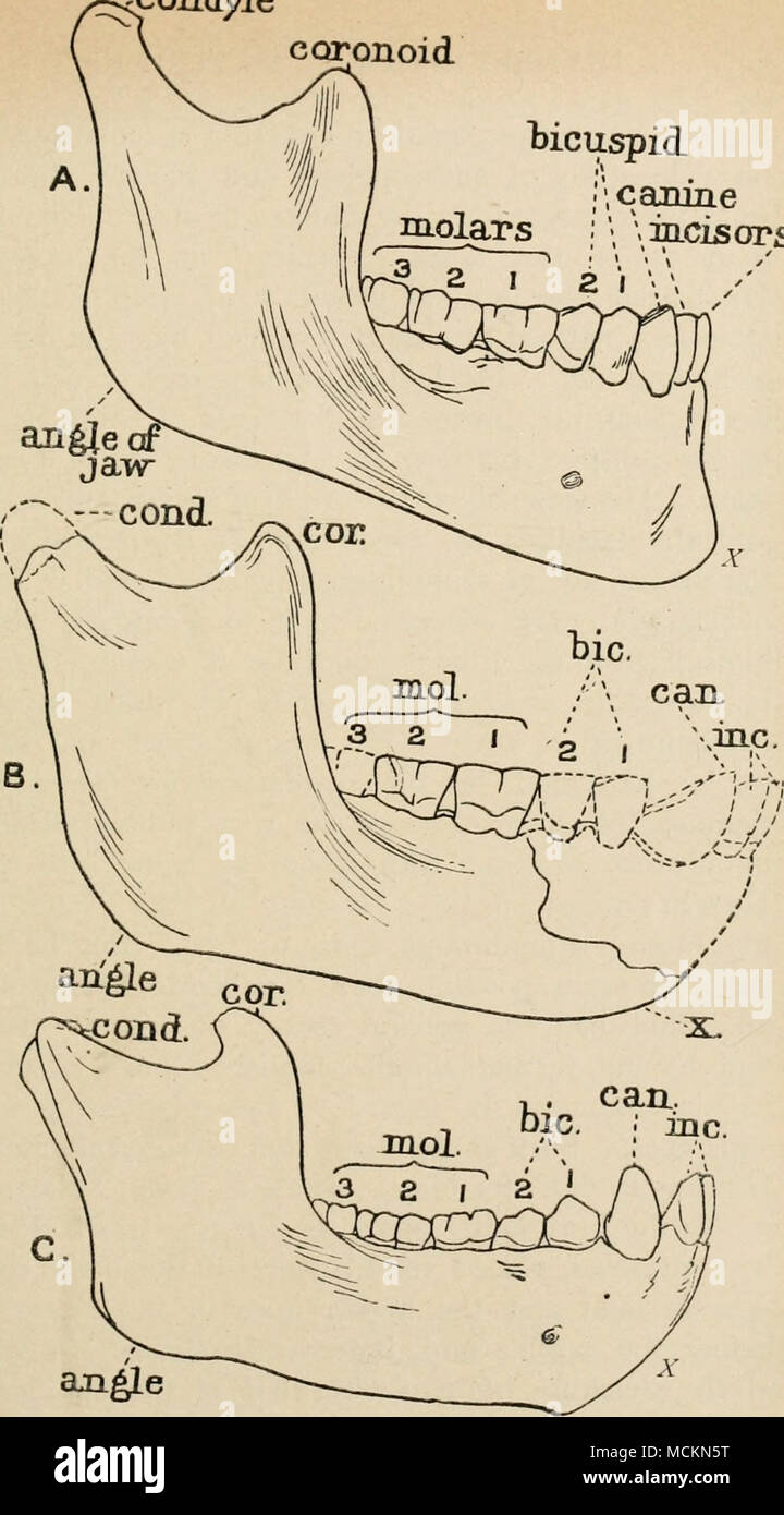 . Fig. 23.—Comparison of the right half of the lower jaw of A, Modern European ; R, Eoan- thropus from Piltdoun ; and C, Chimpanzee. The size of the drawings is two-thirds of the linear dimensions of the actual specimens. The dotted outline in 1&gt; represents the part which was wanting in the original specimen and was thus re-constriicted by Dr. Smith Woodward. A' in .• is the bon' chin or &quot; mental protuberance &quot; ; in B and C it marks that part of the jaw which would become the mental protuberance were the palisade or line of teeth retracted as in A. Stock Photo