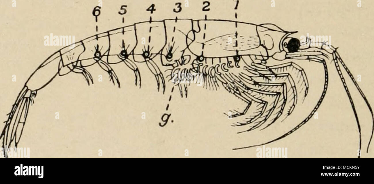 . Fig. 21.—A Phosphorescent Shrimp (Euphausia pellucida). The lamp-like phosphorescent organs are numbered I to 6. There is another on the outer edge of the stalked eye, making seven in all on each side of the animal. ^, points to the hindermost gill, enlarged. (night-shiner). They possess special lantern-like knobs scattered about on the body, which have transparent lenses, and resemble small bull's-eye lanterns. Some have a row of seven lanterns on each side of the body (Fig. 2 i), but one kind has as many as i 50 dotted about. These lanterns were only a few years ago thought to be eyes, and Stock Photo