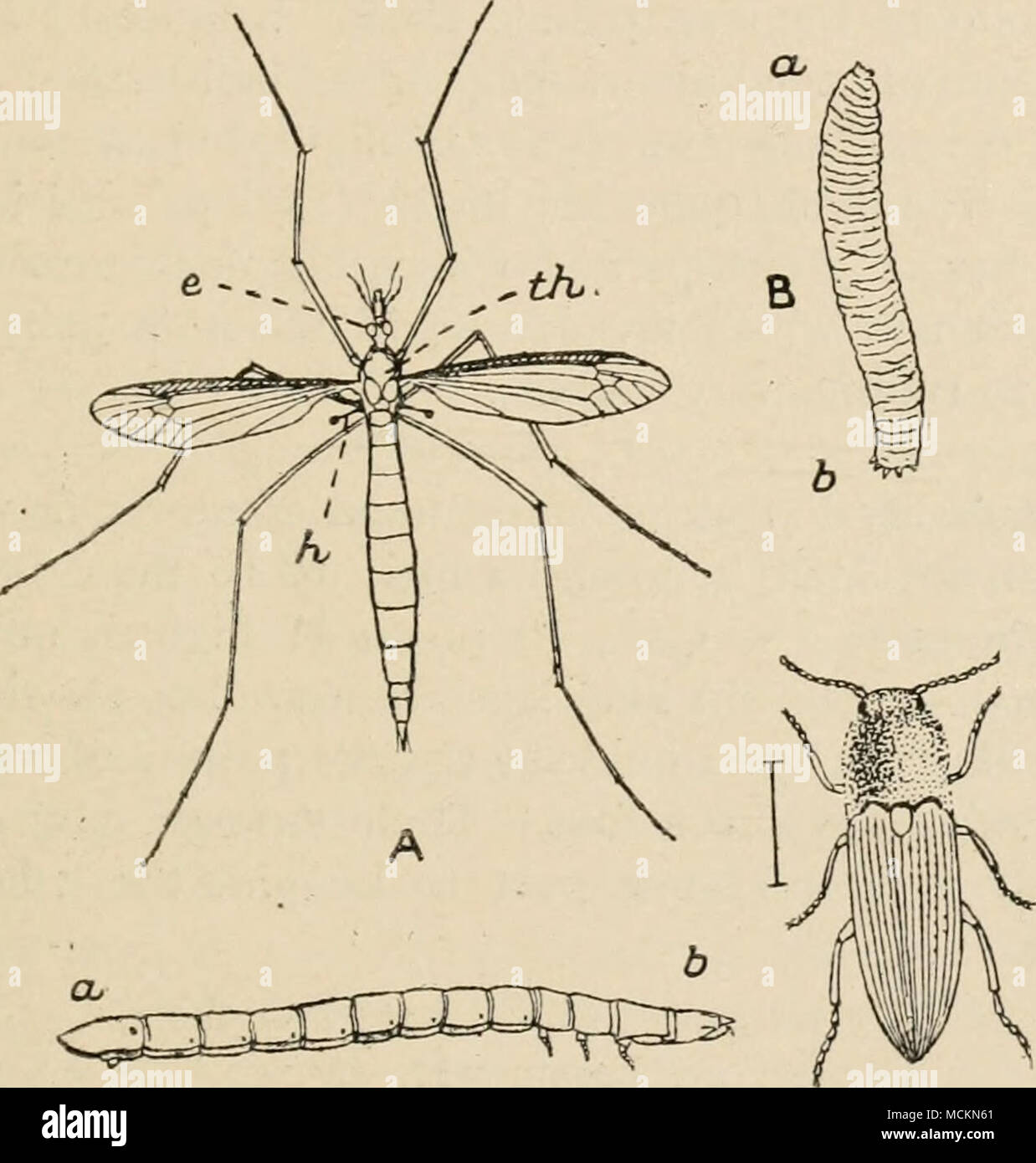 . D ^ Fig. 22. A, The Crane-fly (Daddy-Long-Legs), Tipula oleracea. e, the left eye ; /i, one of the balancers or &quot; halleres,&quot; which are the modified second pair of wings ; ^/i, the thorax. Natural size. B, The &quot;Leather-jacket,&quot; the grub of the crane-fly. a, head ; d, tail. Natural size. C, The Click-beetle or Skip-jack, Elater obscurus. The line beside it shows its natural size. D, The true Wire-worm or grub of the click-beetles. Enlarged to four times the natural length, a, tail ; d, head. difficult to see this dwindled pair of wings, which lie close behind the first or l Stock Photo