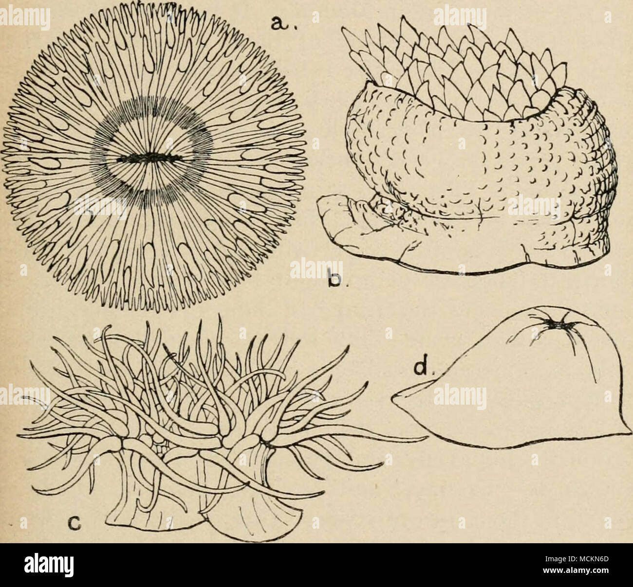 . Fig. 6.—British Sea-Anemones. a, Sagartia bellis, the daisy anemone, viewed from above when fully expanded. b, Bunodes crassicornis, half expanded ; side view. c, Anthea cereus. The tentacles are pale apple-green in colour, tipped with mauve, and cannot be completely retracted. d, Actinia mesembryanthemum. The disk of tentacles is completely retracted. This is the commonest sea-anemone on our South Coast, and is usually maroon colour, but often is spotted like a strawberry. Stock Photo