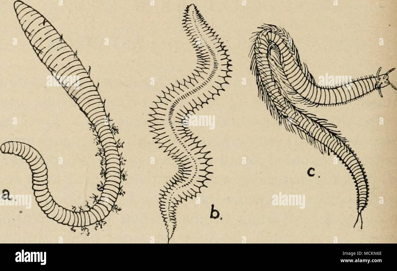 . Fig. 4.—British Marine Worms or Chsetopods. a, Arenicola piscatorum. Lug-worm largely used for bait by sea-fishermen. It burrows in sea-sand and clay as the earth-worm does in soil. Half the natural size, linear. b, Nephthys margaritacea, actively swimming. It also burrows in the sea- sand. Natural size. c, Eunice sanguinea, a very handsome marine worm (often used for bait) which lives in clefts in the submarine rocks and also swims actively. The numerous filaments on the sides of the ringed body are the gills of a rich blood-colour. The figure is one-third of the natural size, linear. The s Stock Photo