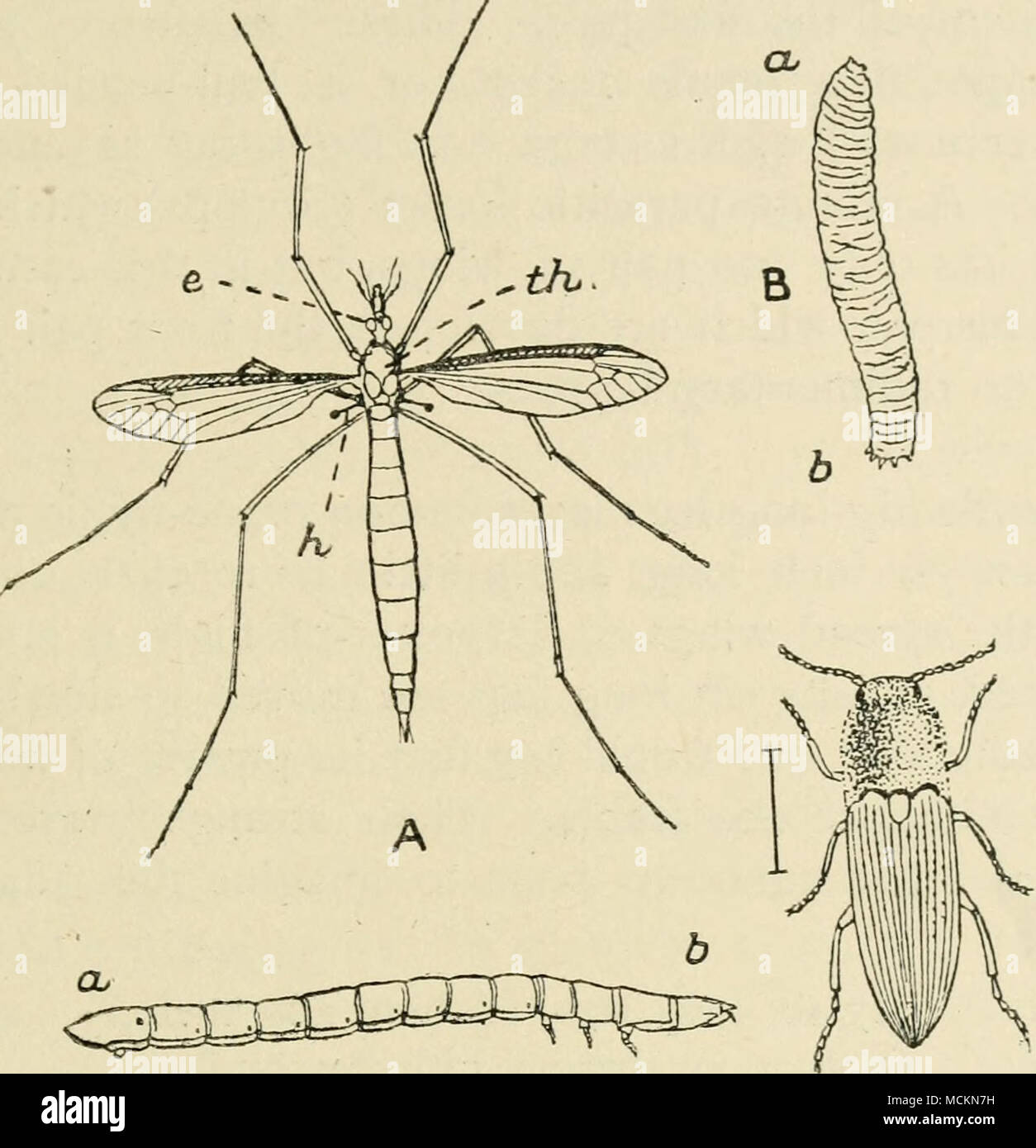 . D ^ Fig. 22. A, The Crane-fly (Daddy-Long-Legs), Tipula oleracea. e, the left eye ; h, one of the balancers or &quot; halteres,&quot; which are th, the thorax. Natural the modified second pair of wings ; head B, The &quot;Leather-jacket,&quot; the grub of the crane-fly. b, tail. Natural size. C, The Click-beetle or Skip-jack, Elater obscurus. The line beside it shows its natural size. D, The true Wire-worm or grub of the click-beetles. Enlarged to four times the natural length, a, tail ; b, head. difficult to see this dwindled pair of wings, which lie close behind the first or large pair, an Stock Photo