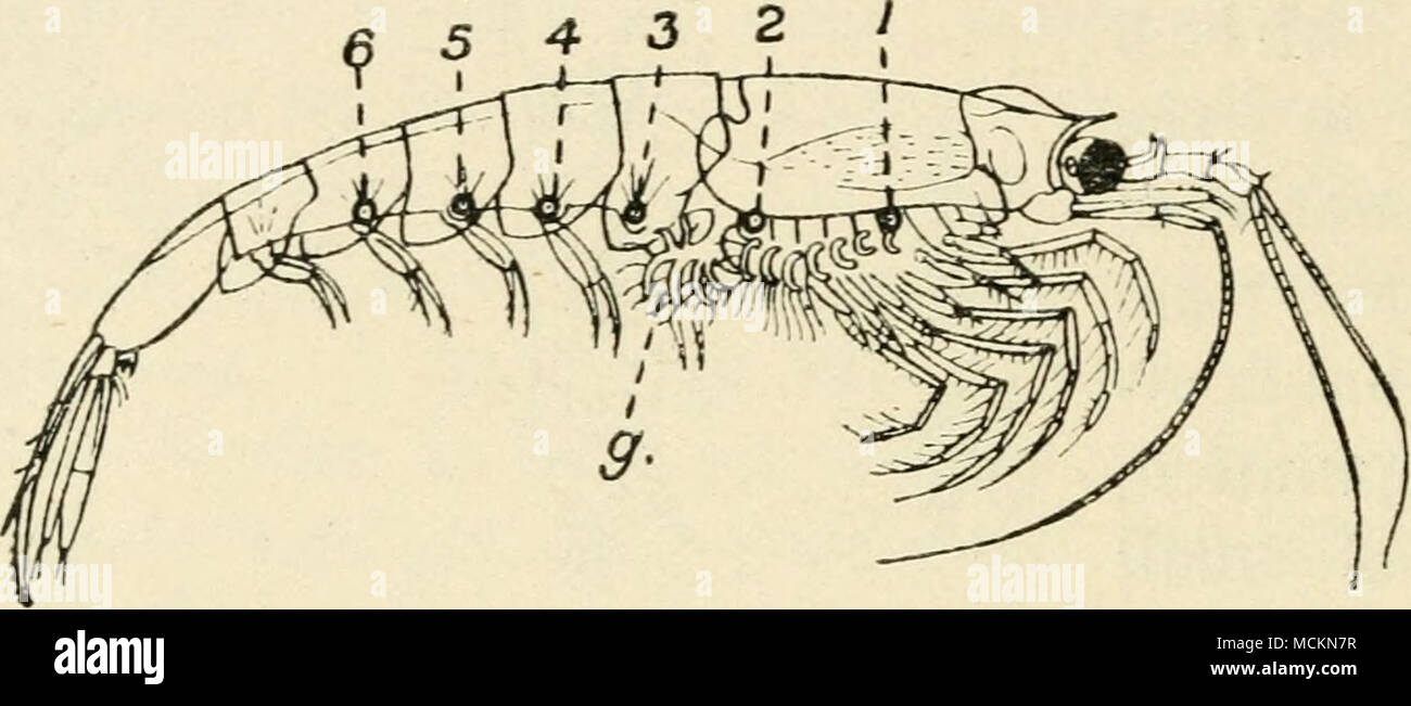 . Fig. 21.—A Phosphorescent Shrimp (Euphausia pellucida). The lamp-like phosphorescent organs are numbered I to 6. There is another on the outer edge of the stalked eye, making seven in all on each side of the animal, g, points to the hindermost gill, enlarged. (night-shiner). They possess special lantern-like knobs scattered about on the body, which have transparent lenses, and resemble small bull's-eye lanterns. Some have a row of seven lanterns on each side of the body (Fig. 2 i), but one kind has as many as I 50 dotted about. These lanterns were only a few years ago thought to be eyes, and Stock Photo