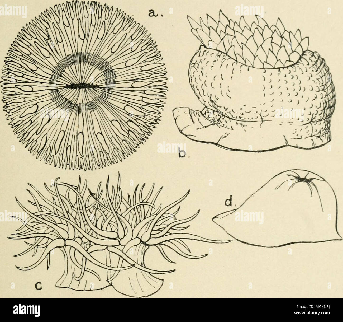. Fig. 6.—British Sea-Anemones. a, Sagartia bellis, the daisy anemone, viewed from above when fully expanded. b, Bunodes crassicornis, half expanded ; side view. c, Anthea cereus. The tentacles are pale apple-green in colour, tipped with mauve, and cannot be completely retracted. d, Actinia mesembryanthemum. The disk of tentacles is completely retracted. This is the commonest sea-anemone on our South Coast, and is usually maroon colour, but often is spotted like a strawberry. Stock Photo