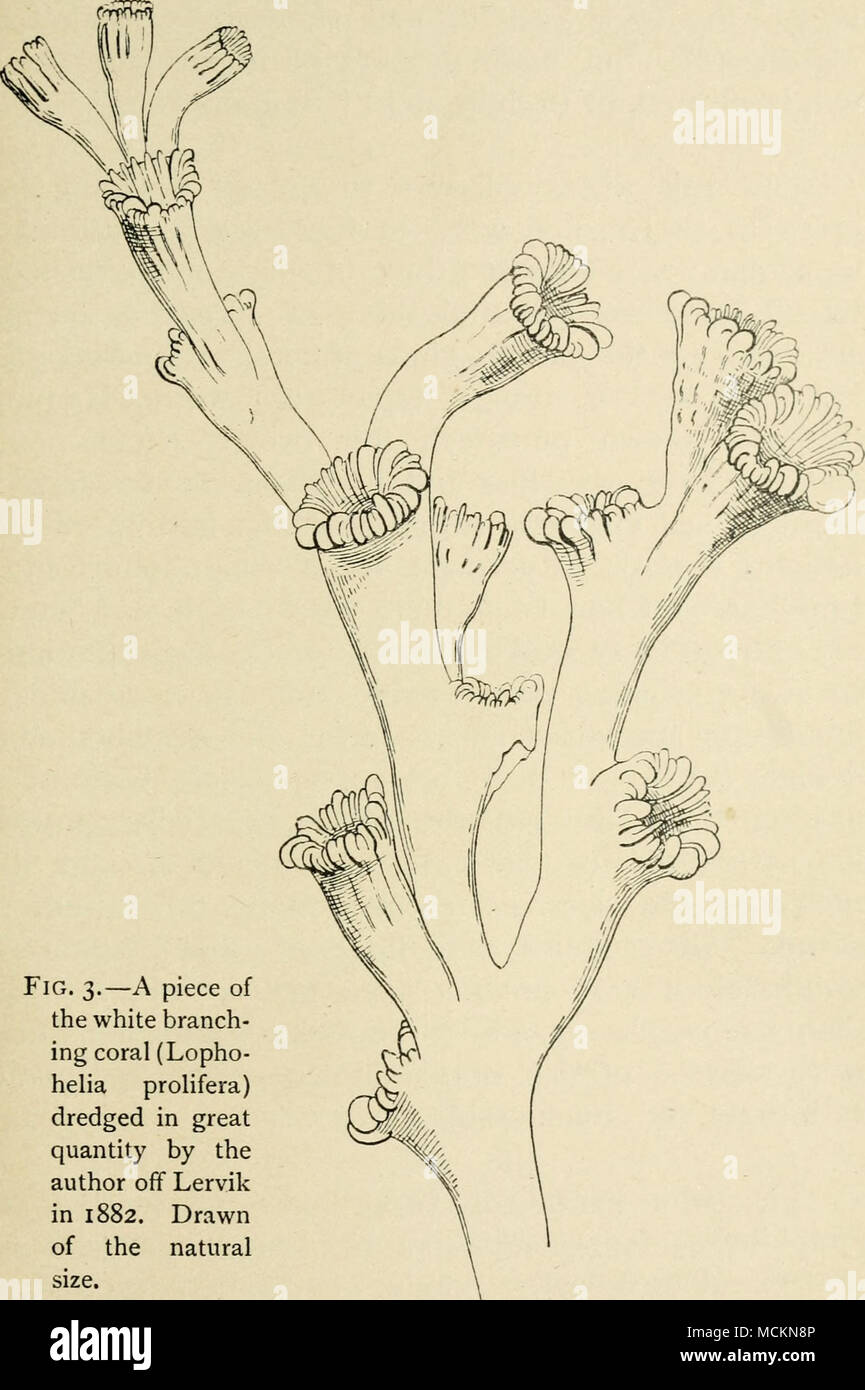 Fig. 3.—A piece of the white branch- ing coral (Lopho- helia