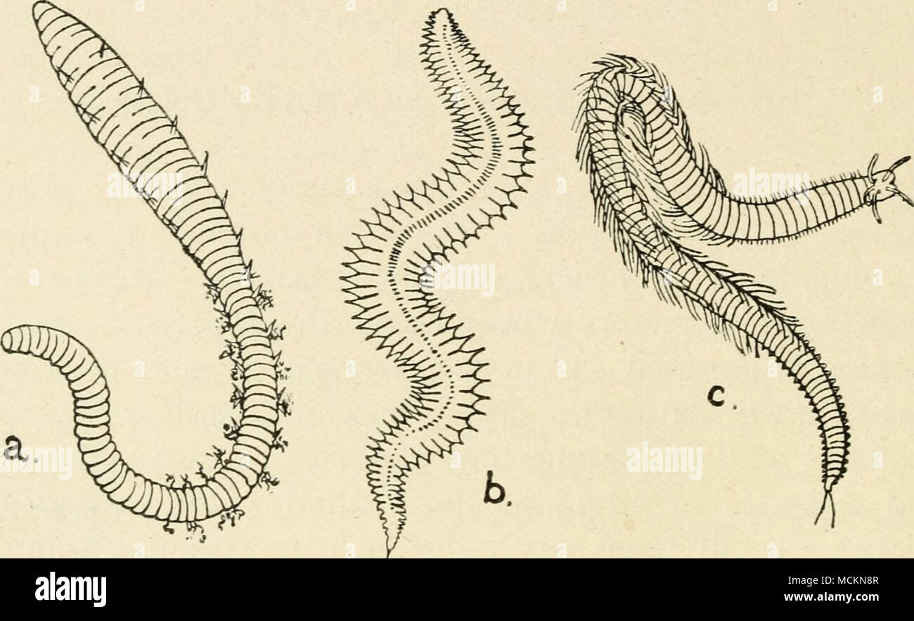 . Fig. 4.—British Marine Worms or Chsetopods. a, Arenicola piscatorum. Lug-worm largely used for bait by sea-fishermen. It burrows in sea-sand and clay as the earth-worm does in soil. Half the natural size, linear. b, Nephthys margaritacea, actively swimming. It also burrows in the sea- sand. Natural size. c, Eunice sanguinea, a very handsome marine worm (often used for bait) which lives in clefts in the submarine rocks and also swims actively. The numerous filaments on the sides of the ringed body are the gills of a rich blood-colour. The figure is one-third of the natural size, linear. The s Stock Photo