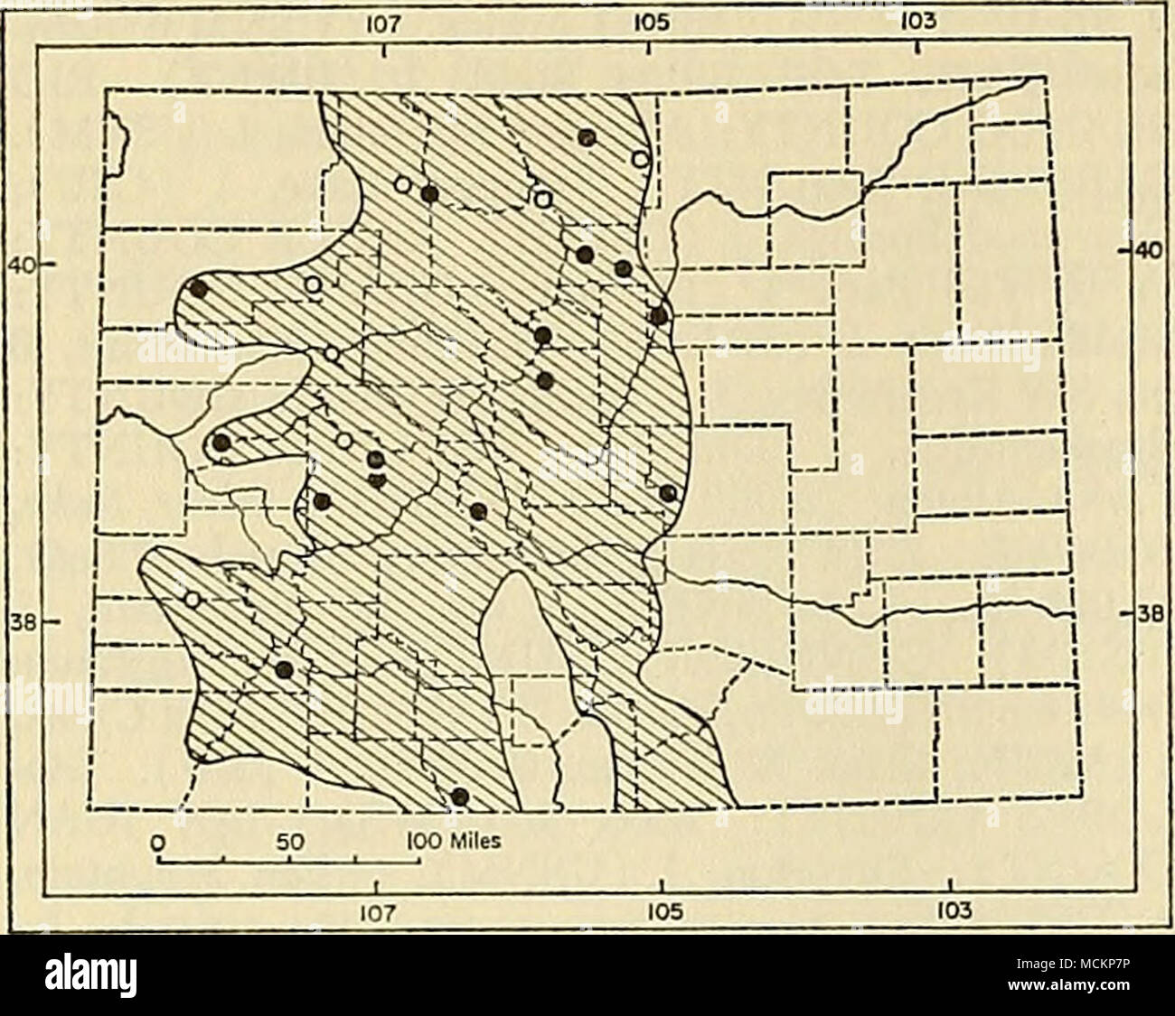 . Fig. 99. Distribution of Mustela erminea muricus in Colorado. For explanation of symbols, see p. 9. (DMNH 2510) was reported by Seton (1933) as Mustela rixosa [=M. nivalis]. F. W. Miller (1933b) corrected that misidentification. Little has been recorded concerning the natural history of the ermine in Colorado. Data on the species elsewhere in its wide range in North America were reviewed by Hall (1951b). The diet consists mostly of small rodents and insectivores; Dixon (1931) observed an ermine trying to capture a pika near Milner Pass, Rocky Mountain National Park. Mustela erminea muricus ( Stock Photo