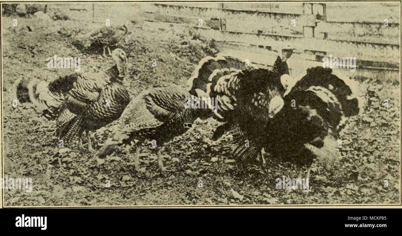 . Turkeys sold from 45c to $1.00 I'er pound this year. More of them can ...