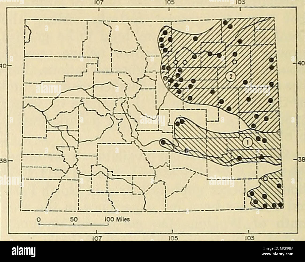 . Fig. 56. Distribution of Geomys bursarius in Colorado. 1. G. b. jugossicularis. 2. G. b. lutescens. For explanation of symbols, see p. 9. Raca County are: 255, 243, 255; 87, 82, 83; 31, 32, 32; weights, 215, 178, 175. External meas- urements of two males, and mean (and ex- tremes) of five females, all from east-central Fremont County, are: 269, 303, 254.6 (249- 267); 80, 93, 81.6 (75-90); 32, 36, 32.8 (31- 35). Selected cranial measurements are pre- sented in table 15. Remarks.—Externally, Coloradan speci- mens of G. b. lutescens and G. b. jugossicularis are practically indistinguishable, al Stock Photo