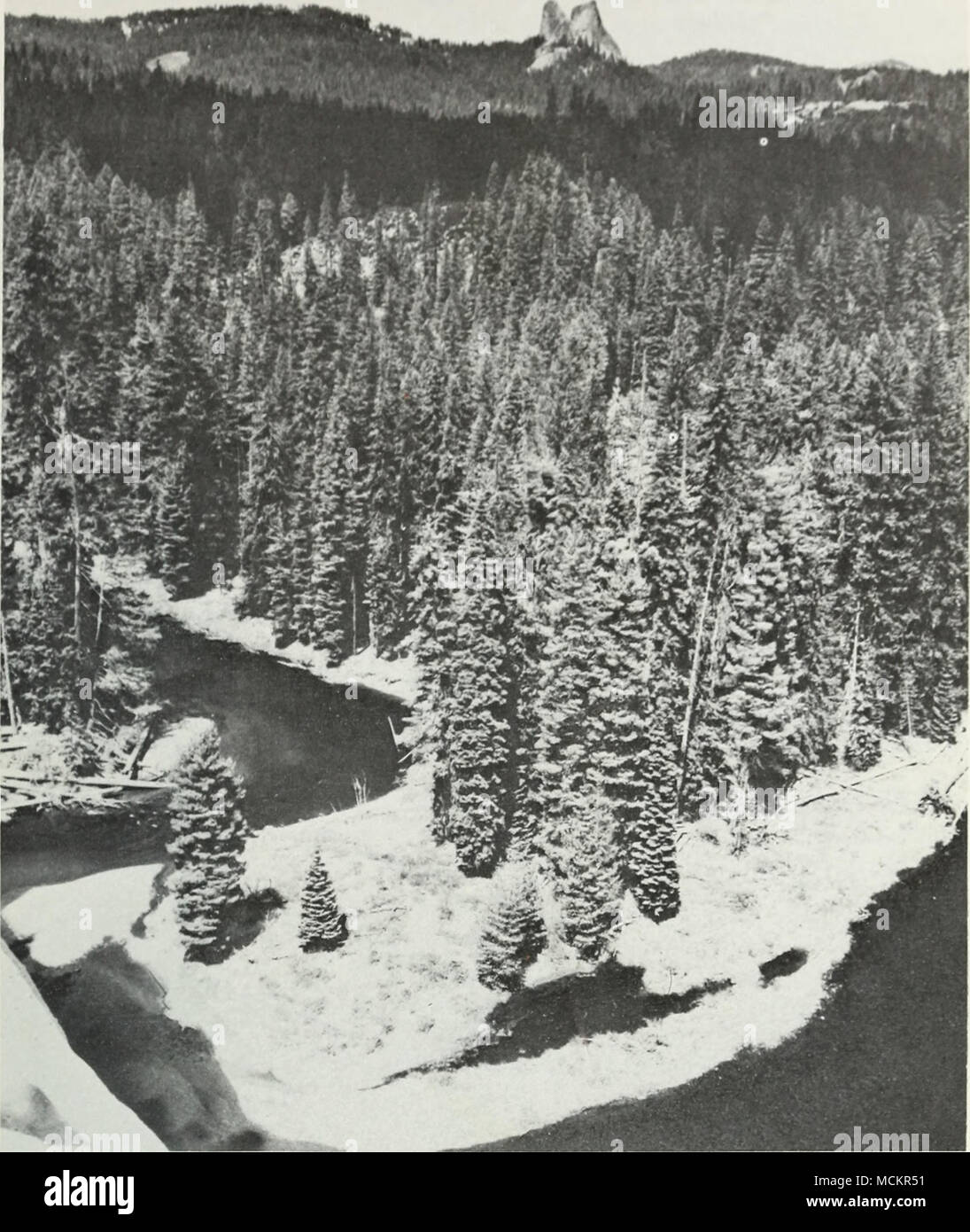 . Fig. 5. Mixed Conifer Forest north of Union Creek at 1,219 m. Franklin and Dyrness (1973) differentiated this communitA' into two zones. The western Siski^^ou Mountains are considered to be in the Mixed-Evergreen {Pseudotsuga-'^QQTo)) Zone. The most dominant tree species are Pseudotsuga menziesii and Lithocarpus densifloriis. The west slope of the Cascades and the eastern Siskiyou Mountains are considered in their Mixed-Conifer {Pimis-Pseudotsuga- Libocedrus-Abies) Zone, which includes as dominant trees Pseudotsuga Stock Photo