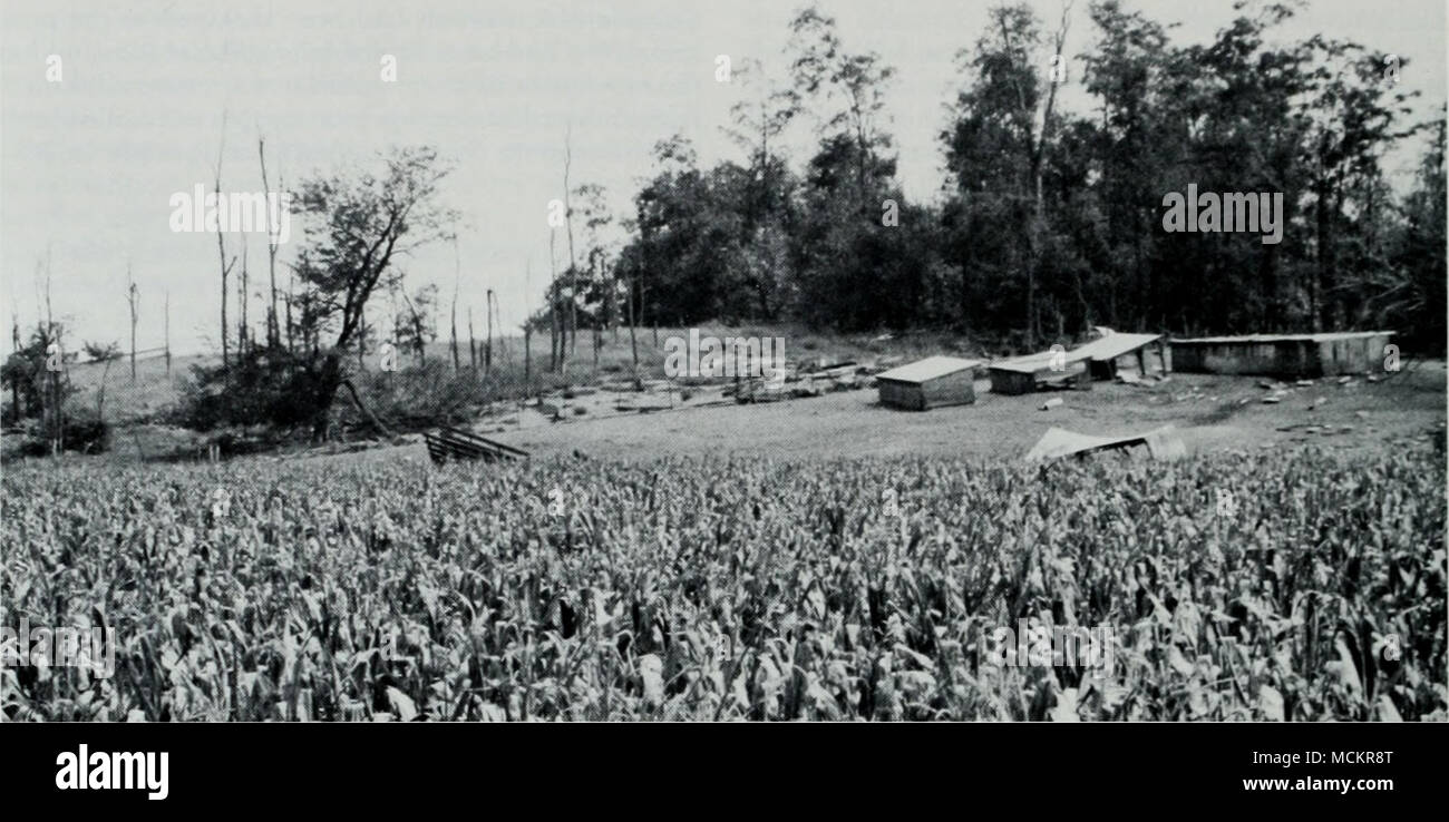 . Figure 4. Habitat modification due to hog raising on a sand ridge in Scott County, Illinois. Note that the hog pen is de- nuded of vegetation. The dead trees in the area adjacent to the pen were probably killed earlier by hogs. The fertile, level land (with more clay, silt, and/or organic matter) in the foreground is planted in corn. Illinois chorus frogs {Pseudacru streckeri illinoensis) were heard calling in the springs of 1984 and 1985 not far from this site. Photograph taken on 30 August 1985 by Kevin J. Tarrant. Stock Photo