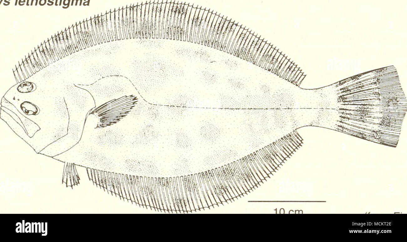 . 10 cm (from Fischer 1978) Common Name southern flounder Scientific