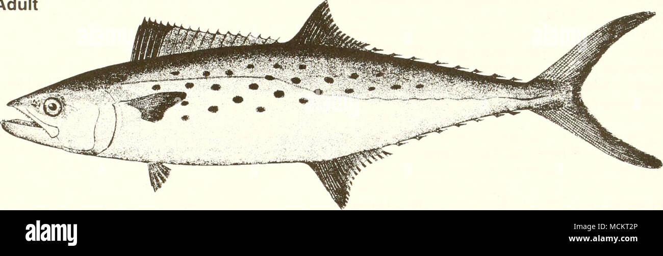 . 10 cm (fromGoode 1884) Common Name: Spanish mackerel Scientific Name: Scomberomorus maculatus Other Common Names: mackerel, horse mackerel, bay mackerel, spotted mackerel, Spaniard, spotted cybium (Earll 1883, Pew 1966); thazard tachete (French); caritepintado, sierra (Spanish) (Fischer 1978, NOAA1985). Classification (Robins et al. 1991) Phylum: Chordata Class: Osteichthyes Order: Perciformes Family: Scombridae Value Commercial: This is a prized commercial species. Most fishing occurs along the south Atlantic coast from Cape Hatteras, North Carolina to the Florida Keys, and in the eastern G Stock Photo