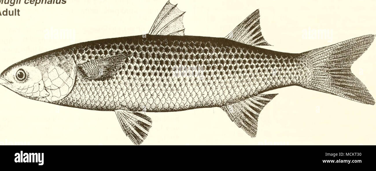 . 10 cm (from Goode 1884) Common Name: striped mullet Scientific Name: Mugil cephalus Other Common Names: common mullet, black mul- let, Biloxi bacon, liza, gray mullet, muletcabot(French), lisa pardete (Spanish) (Broadhead 1953, Breuer 1957, Christmas and Waller 1973, Kuo et al. 1973, Finucane et al. 1978, Fischer 1978, NOAA 1985). Classification (Robins et al. 1991) Phylum: Chordata Class: Osteichthyes Order: Perciformes Family: Mugilidae Value Commercial: Mullet comprise one of the most impor- tant fisheries of the southern United States with com- bined 1993 Gulf of Mexico landings for blac Stock Photo