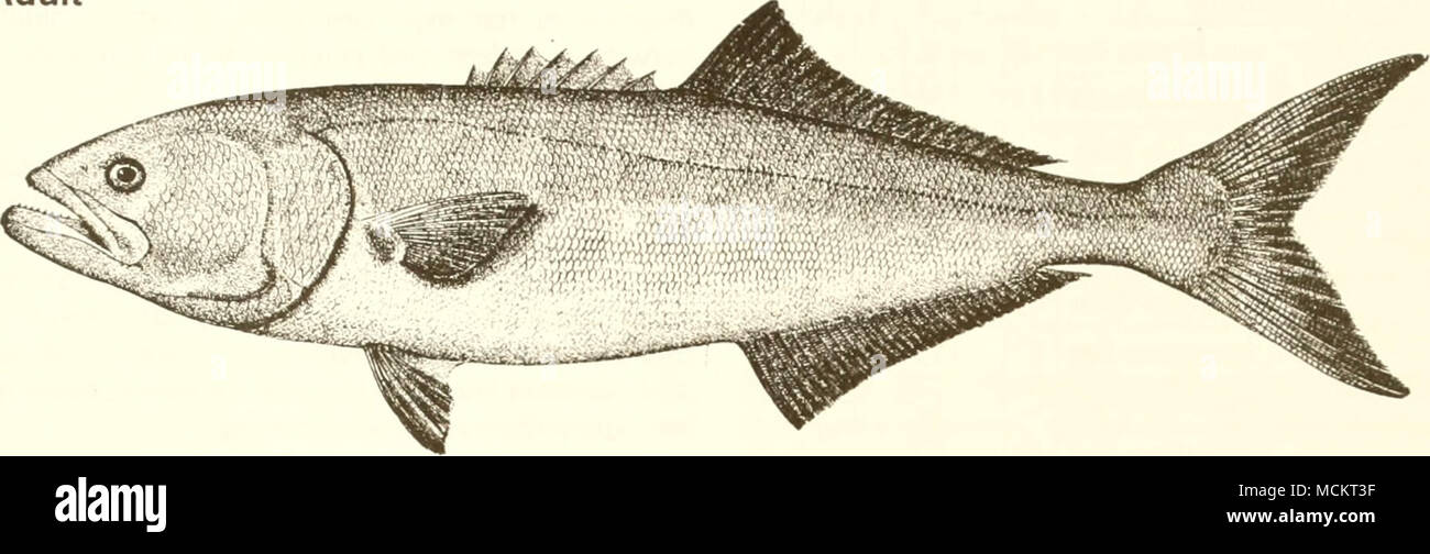 . 25 cm (from Goode 1884) Common Name: bluefish Scientific Name: Pomatomus saltatrix Other Common Names: blue, tailor, snapper, elf, fatback, snap mackerel, skipjack, snapping mackerel, horse mackerel, greenfish, skip mackerel, chopper, Hatteras blue (Wilk 1977); fasserga/(French), anchova de banco (Spanish) (Fischer 1978, NOAA 1985). Classification (Robins et al. 1991) Phylum: Chordata Class: Osteichthyes Order: Perciformes Family: Pomatomidae Value Commercial: In the Gulf of Mexico, the bluefish is considered an incidental commercial species, with most catches occurring in coastal waters (Lu Stock Photo