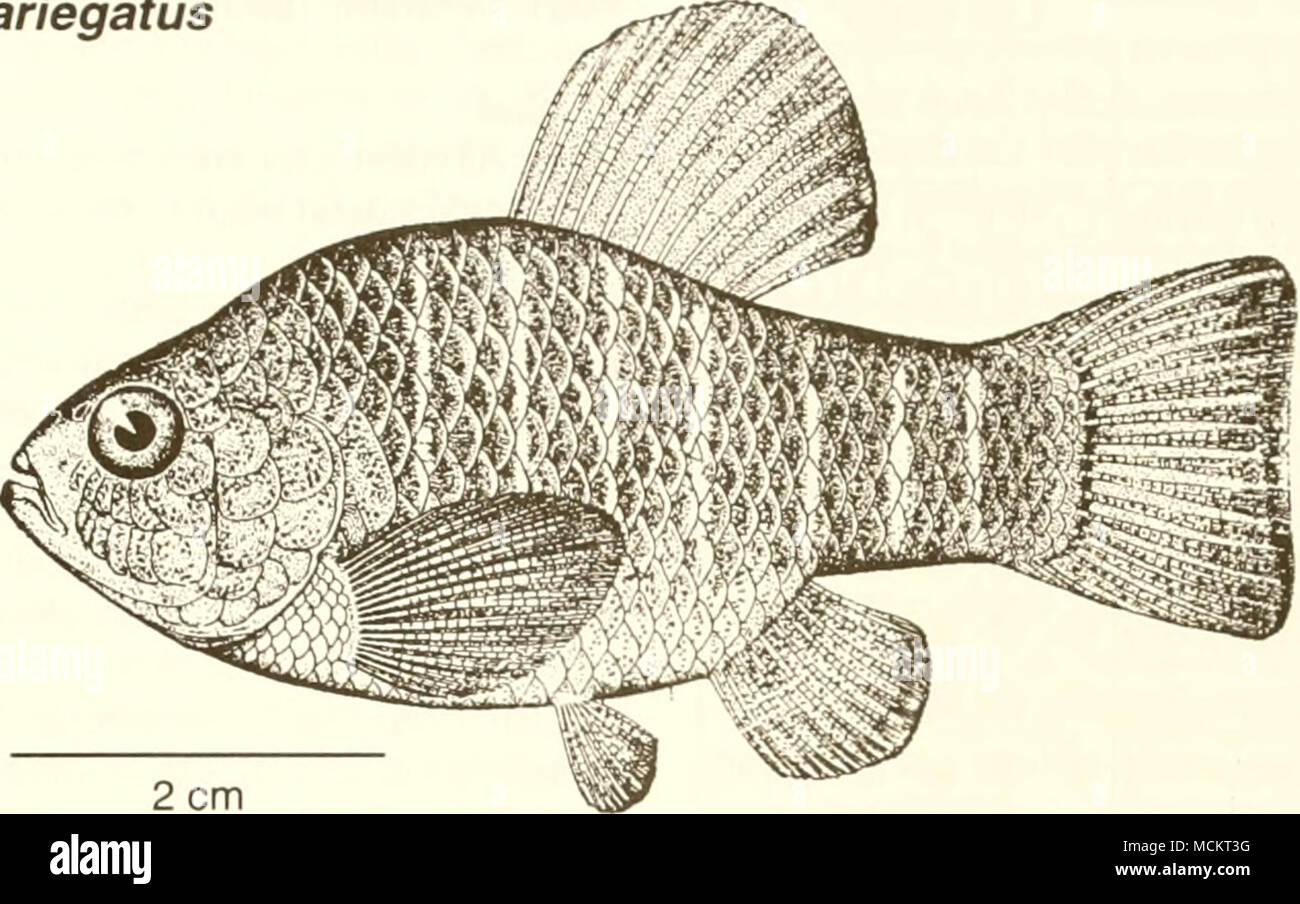 . (from Jordan 1925) Common Name: sheepshead minnow Scientific Name: Cyprinodon variegatus Other Common Names: Variegated minnow (Hildebrand 1919); sheepshead killifish (Harrington and Harrington 1961); sheepshead pupfish (Blair et al. 1968); broad killifish, and chubby (Breuer 1957). Classification (Robins et al. 1991) Phylum: Chordata Class: Osteichthyes Order: Atheriniformes Family: Cyprinodontidae Value Commercial: This fish has some commercial value as bait (Simpson and Gunter 1956, Perschbacher and Strawn 1986), but little information is available on its use. Recreational: This species'  Stock Photo
