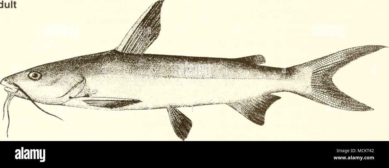 . 5 cm (fromGoode 1884) Common Name: hardhead catfish Scientific name: Arius felis Other Common Names: sea catfish, hardhead, silver cat, tourist trout (Arnold et al. 1960, Benson 1982, Breuer 1957, Bryan 1971, Christmas and Waller 1973); macA7o/roncr7af(French), bagre gato (Spanish) (Fischer 1978). Classification (Robins et al. 1991) Phylum: Chordata Class: Osteichthyes Order: Cypriniformes Family: Ariidae Value Commercial: The hardhead catfish is not sought by the commercial fishery because it has a low market value and becomes entangled in nets and pump hoses. It contributes a small portion Stock Photo
