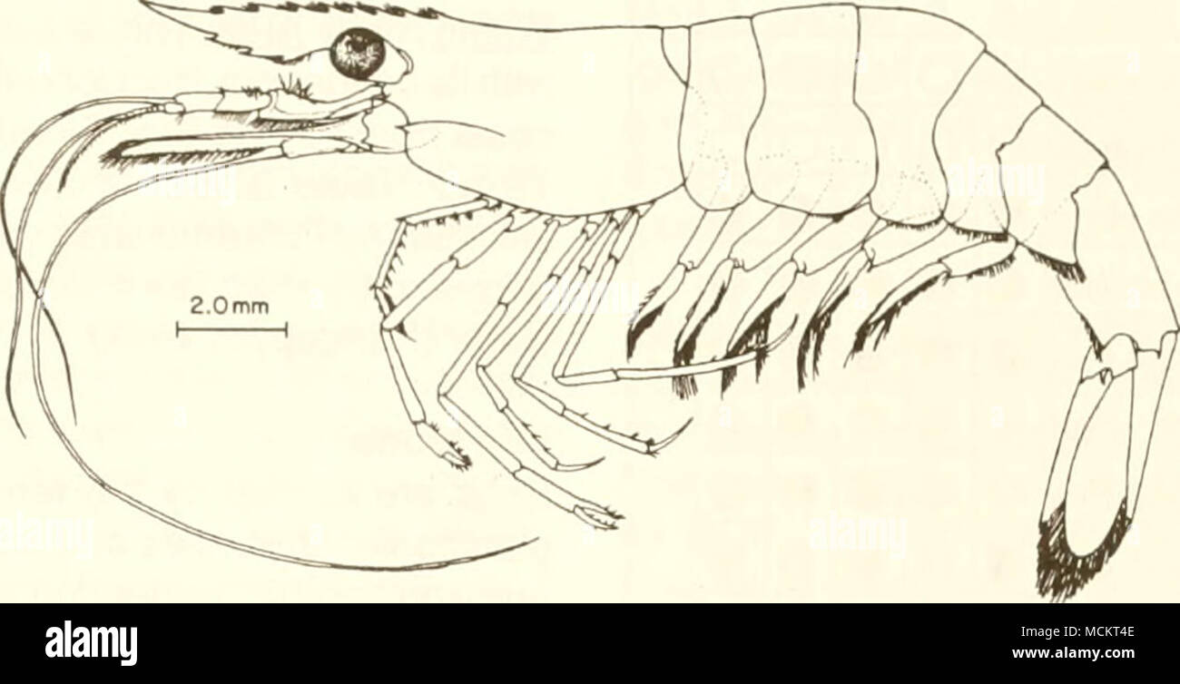 . 1 cm (from Heard 1979) Common Name grass shrimp Scientific Name