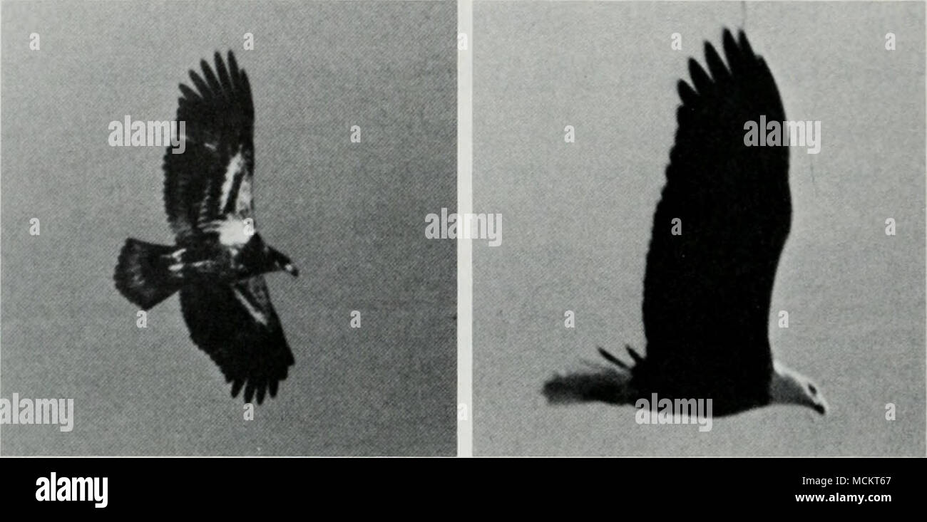 Incidental bald eagle hi-res stock photography and images - Alamy