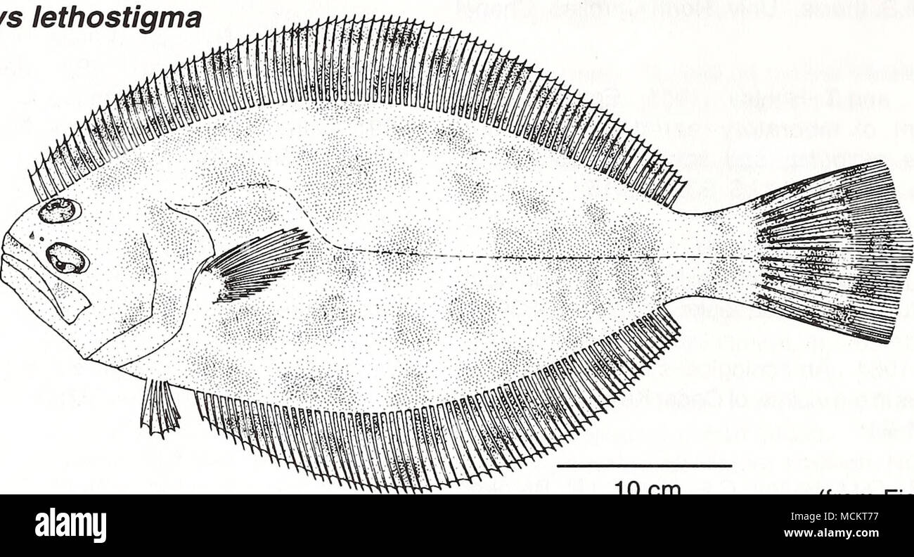 . 10 cm (from Fischer 1978) Common Name: southern flounder Scientific Name: Paralichthys lethostigma Other Common Names: mud flounder, doormat, hali- but (Reagan and Wingo 1985); southern large floun- der, fluke (Gilbert 1986), cardeau de Floride (French), lenguado de Florida (Spanish) (Fischer 1978, NOAA 1985), saddleblanket. Classification (Robins et al. 1991) Phylum: Chordata Class: Osteichthyes Order: Pleuronectiformes Family: Bothidae Value Commercial: In 1992, U.S. commercial fishery land- ings for flounders were fifth in quantity and eighth in value (O'Bannon 1994). Flounder landings in Stock Photo