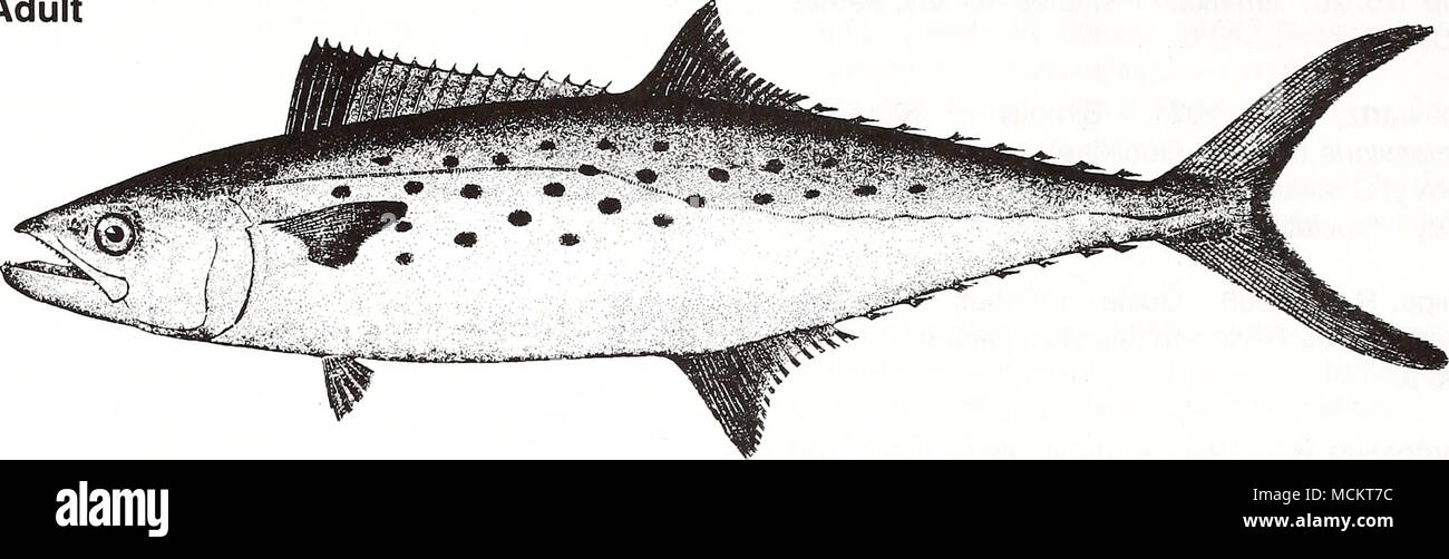 . 10 cm (from Goode 1884) Common Name: Spanish mackerel Scientific Name: Scomberomorus maculatus Other Common Names: mackerel, horse mackerel, bay mackerel, spotted mackerel, Spaniard, spotted cybium (Earll 1883, Pew 1966); thazard tachete (French); caritepintado, sierra (Spanish) (Fischer 1978, NOAA1985). Classification (Robins et al. 1991) Phylum: Chordata Class: Osteichthyes Order: Perciformes Family: Scombridae Value Commercial: This is a prized commercial species. Most fishing occurs along the south Atlantic coast from Cape Hatteras, North Carolina to the Florida Keys, and in the eastern  Stock Photo