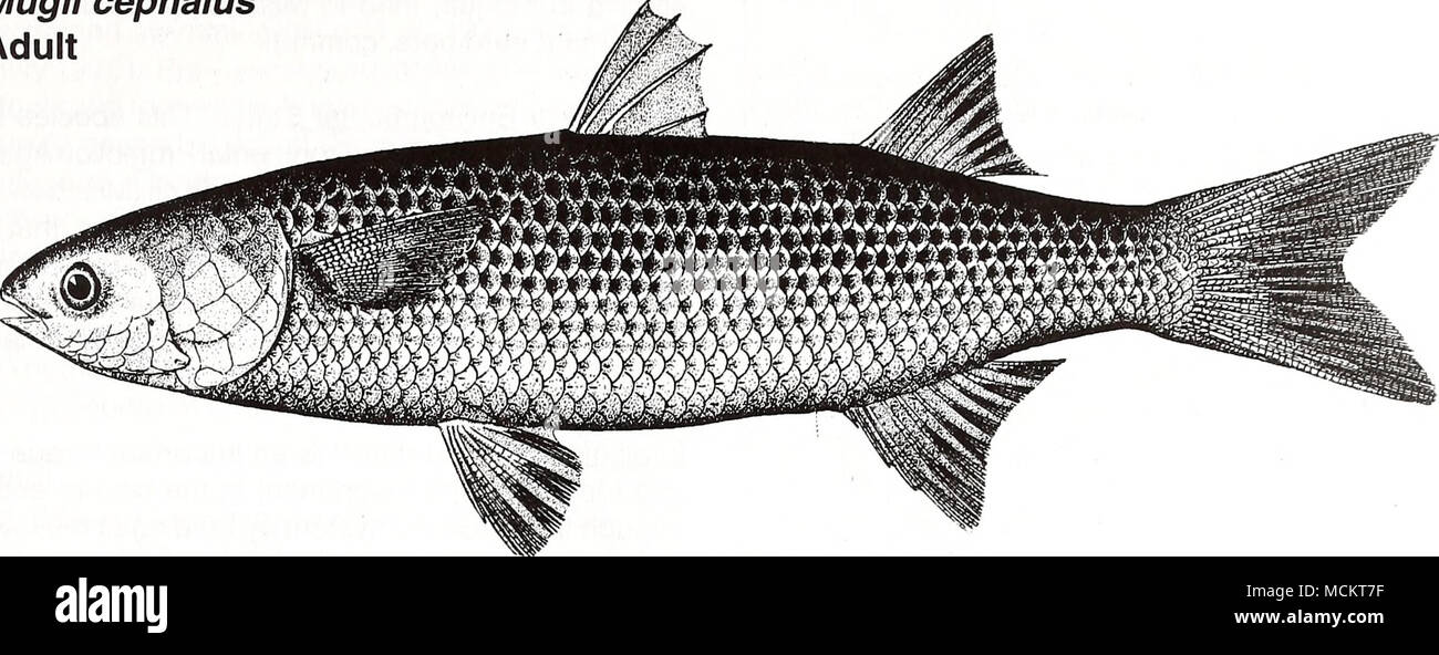 . 10 cm (from Goode 1884) Common Name: striped mullet Scientific Name: Mugil cephalus Other Common Names: common mullet, black mul- let, Biloxi bacon, liza, gray mullet, muletcabot{French), lisapardete (Spanish) (Broadhead 1953, Breuer 1957, Christmas and Waller 1973, Kuo et al. 1973, Finucane et al. 1978, Fischer 1978, NOAA 1985). Classification (Robins et al. 1991) Phylum: Chordata Class: Osteichthyes Order: Perciformes Family: Mugilidae Value Commercial: Mullet comprise one of the most impor- tant fisheries of the southern United States with com- bined 1993 Gulf of Mexico landings for black Stock Photo