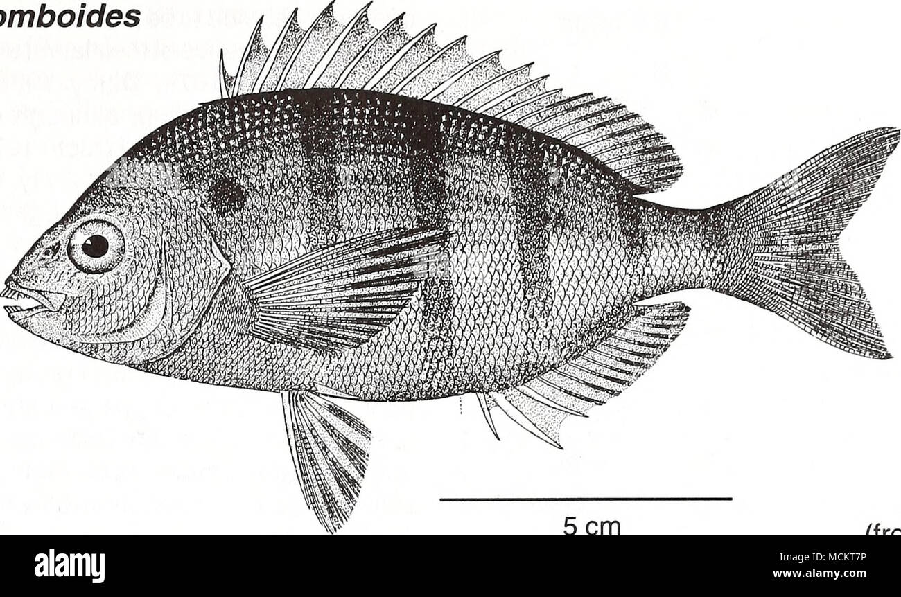 . 5 cm (from Goode 1884) Common Name: pinfish Scientific Name: Lagodon ...