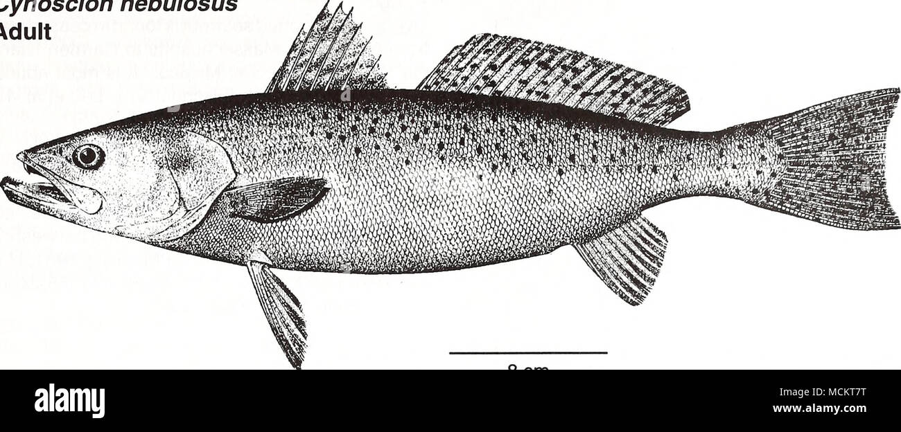 Sciaenidae Stock Photos & Sciaenidae Stock Images Alamy