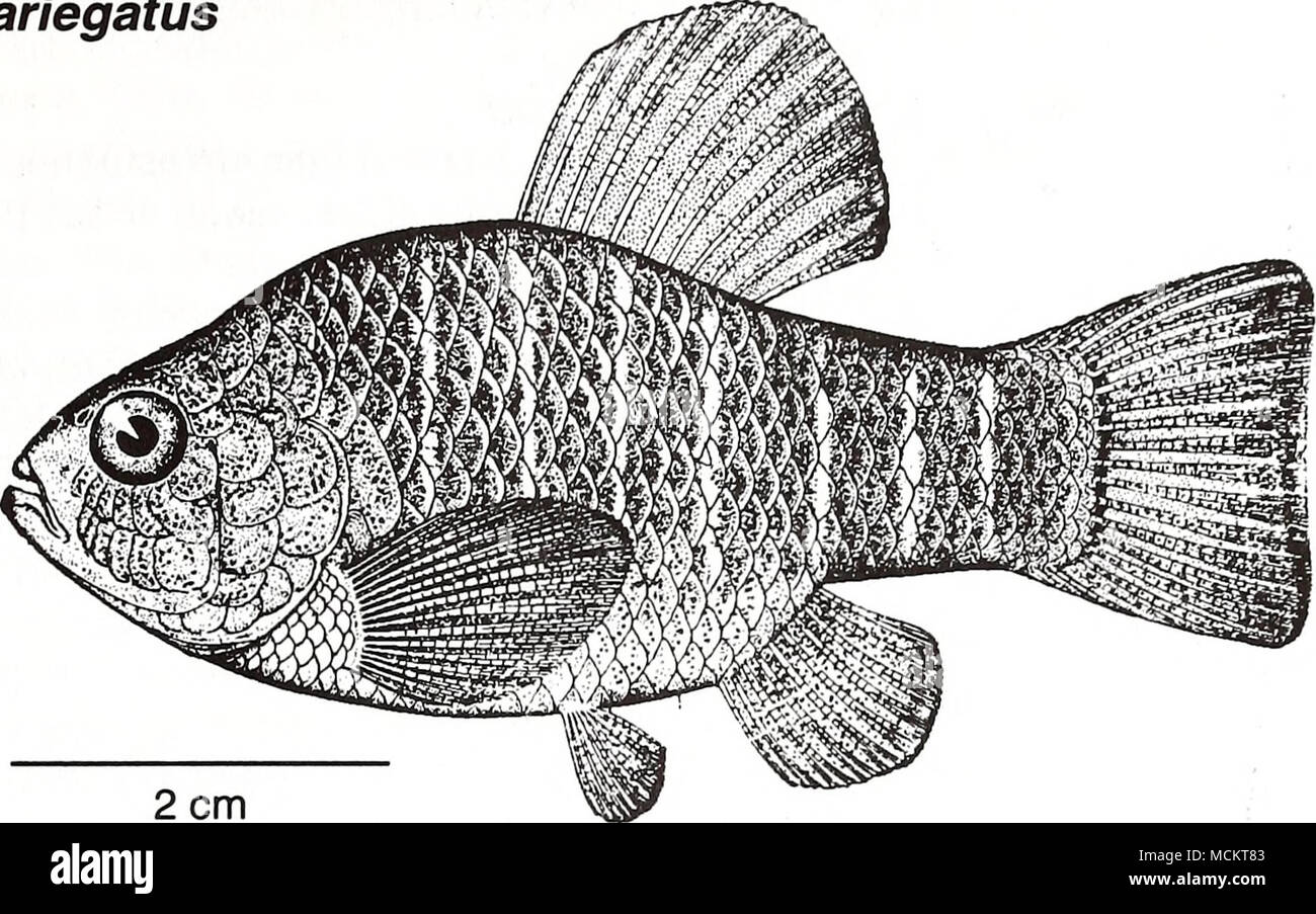 . 2 cm (from Jordan 1925) Common Name: sheepshead minnow Scientific Name: Cyprinodon variegatus Other Common Names: Variegated minnow (Hildebrand 1919); sheepshead killifish (Harrington and Harrington 1961); sheepshead pupfish (Blair et al. 1968); broad killifish, and chubby (Breuer 1957). Classification (Robins et al. 1991) Phylum: Chordata Class: Osteichthyes Order: Atheriniformes Family: Cyprinodontidae Value Commercial: This fish has some commercial value as bait (Simpson and Gunter 1956, Perschbacher and Strawn 1986), but little information is available on its use. Recreational: This spec Stock Photo