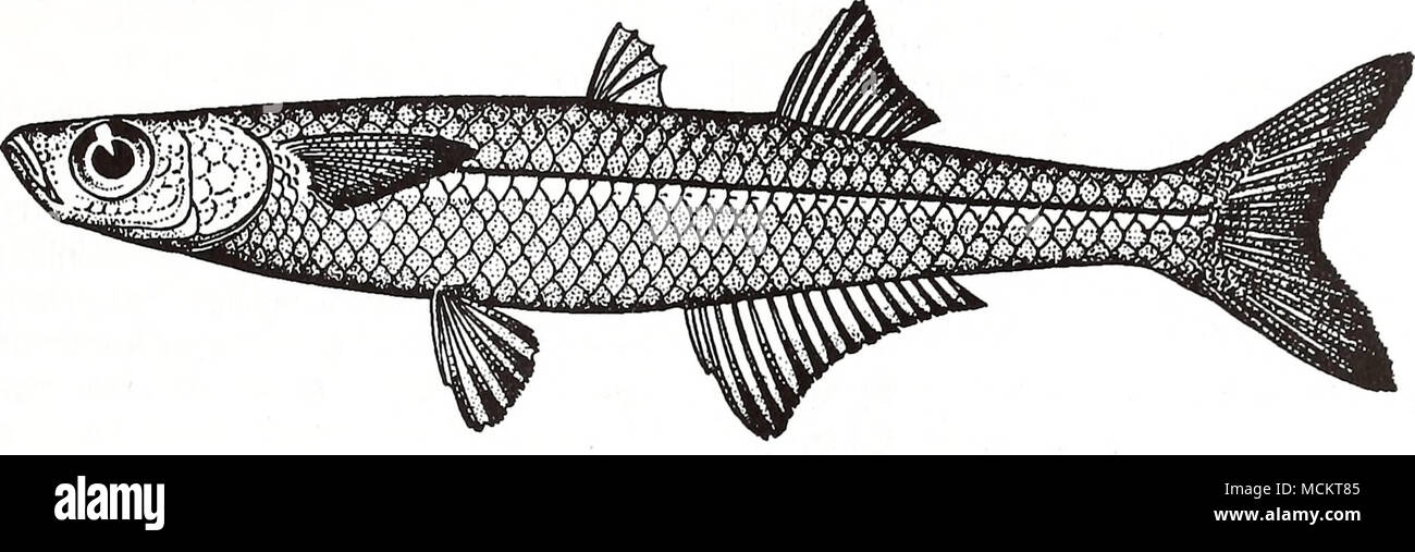 . 2 cm (from Bigelow and Schroeder 1953) Common Name: silversides Scientific Name: Menidia species Other Common Names: inland silverside, tidewater silverside, Mississippi silverside, waxen silverside, glassy silverside, glassminnow, hardhead (Bigelow and Schroeder 1953, Massman 1954, Kilby 1955, Springer and Woodburn 1960, Hubbs et al. 1971, Middaugh et al. 1985, Robins et al. 1991). Classification (Robins et al. 1991) Phylum: Chordata Class: Osteichthyes Order: Perciformes Family: Atherinidae Two species of Menidia commonly occur in estuaries of the Gulf of Mexico: the inland silverside (M.  Stock Photo