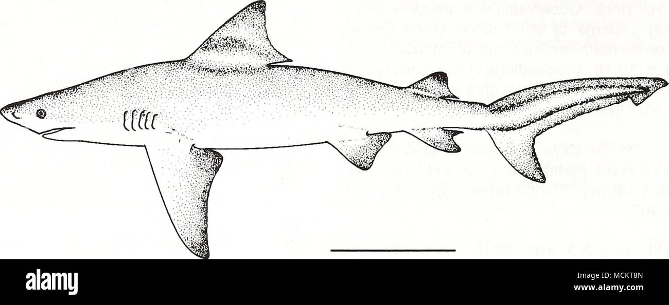 . 50 cm (from Fischer 1978) Common Name: bull shark Scientific Name: Carcharhinus leucas Other Common Names: cub shark, requiem taureau (French), tiburon sarda (Spanish) (Fischer 1978). Classification (Robins et al. 1991) Phylum: Chordata Class: Chondrichthyes Order: Lamniformes Family: Carcharhinidae Value Commercial: The bull shark is becoming more impor- tant in the commercial shark fishery of the Gulf of Mexico as the market demand for sharks increases (Branstetter pers. comm., NOAA 1992, NMFS 1993). The flesh is edible, but it is primarily used for fish meal. The hide is processed into le Stock Photo